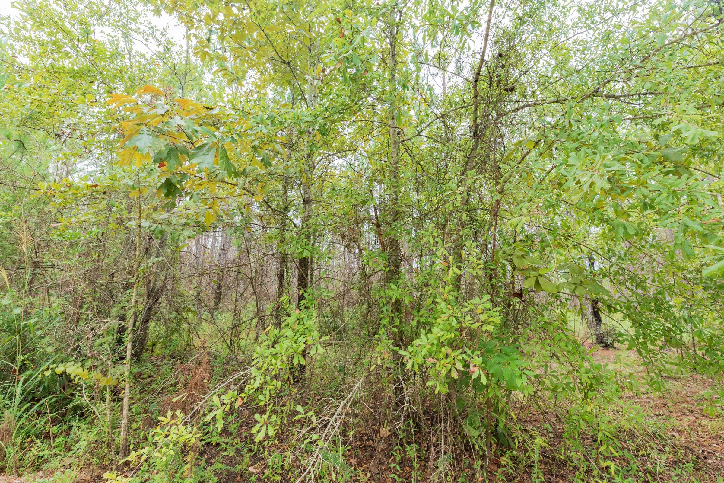 Jackson’s Gap Tract 5 photo 9