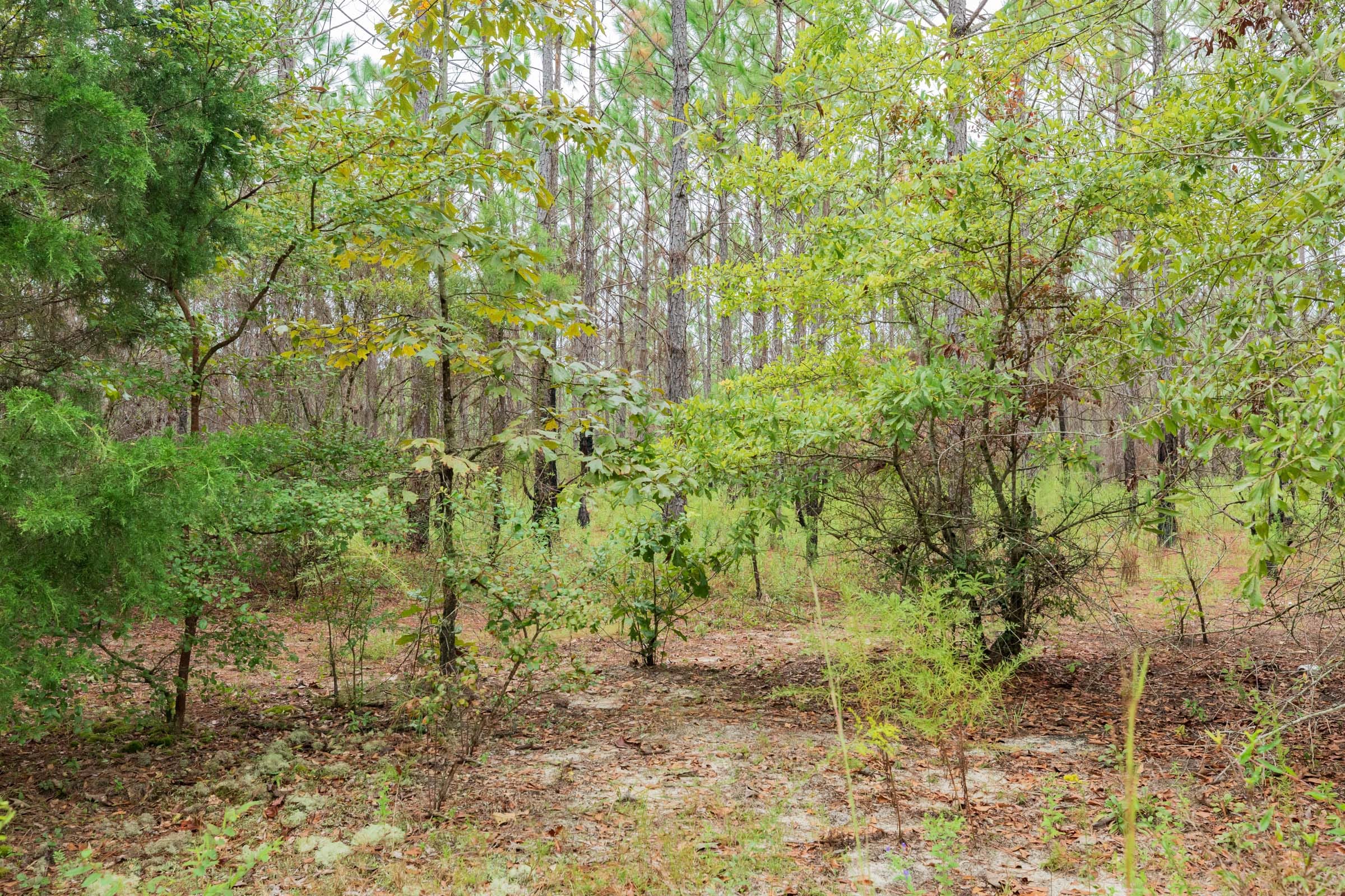 Jackson’s Gap Tract 5 photo 11