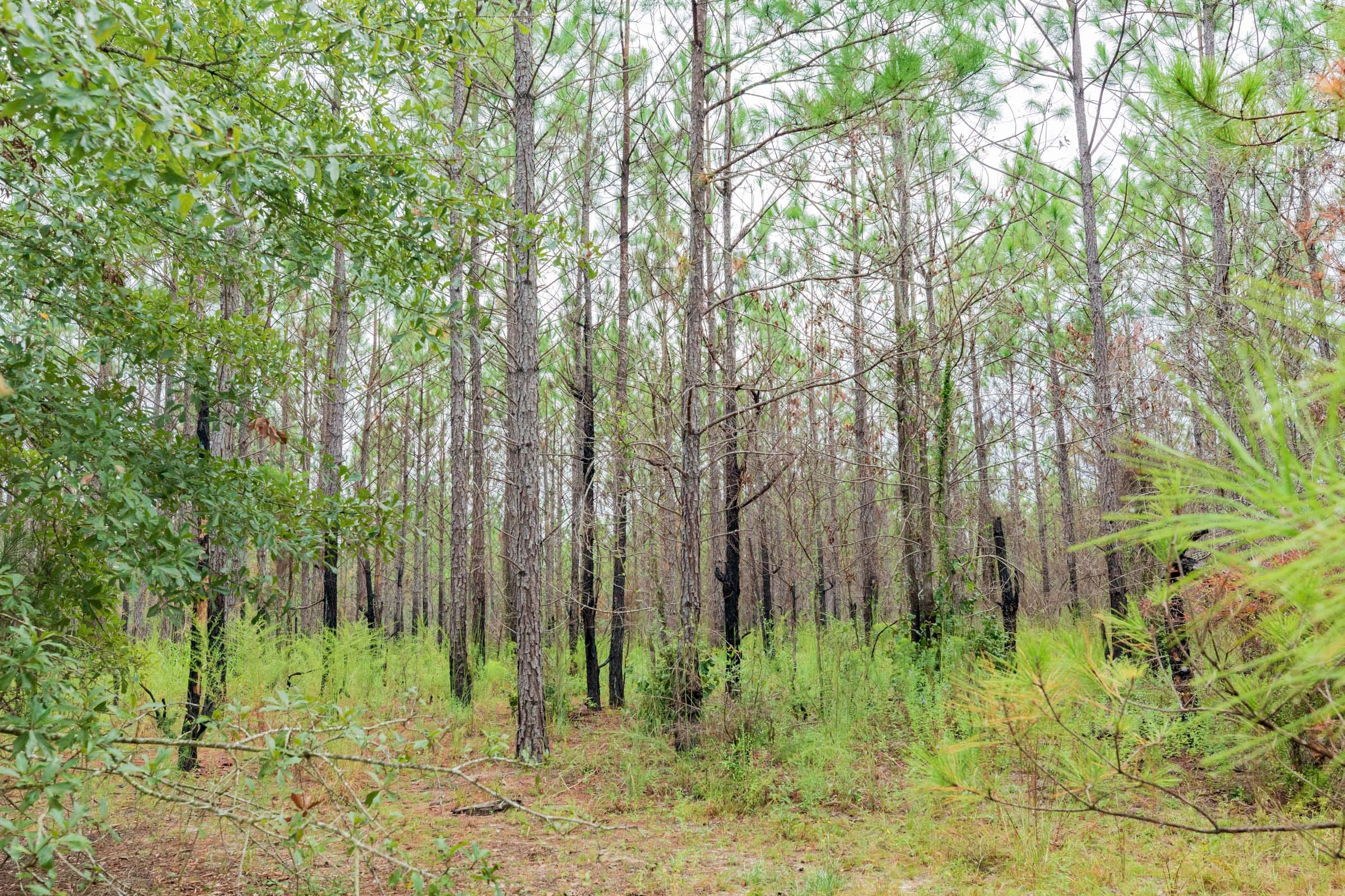 Jackson’s Gap Tract 5 photo 10