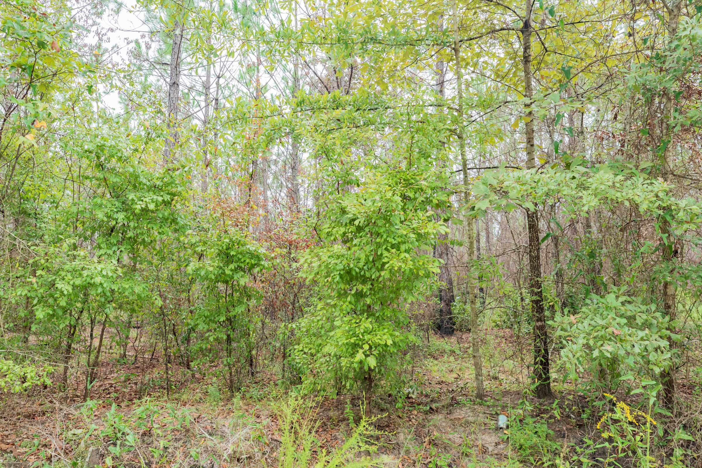 Jackson’s Gap Tract 5 photo 8