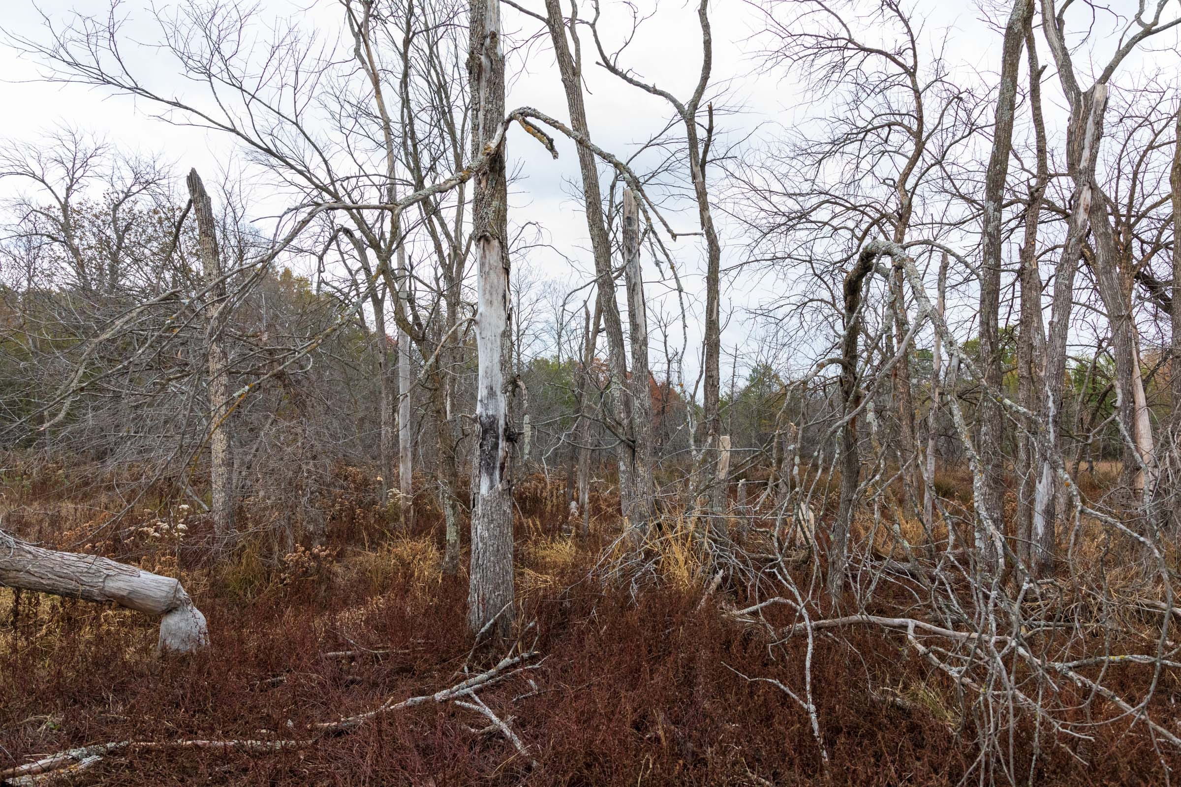 Crystal Springs Tract 8 photo 9