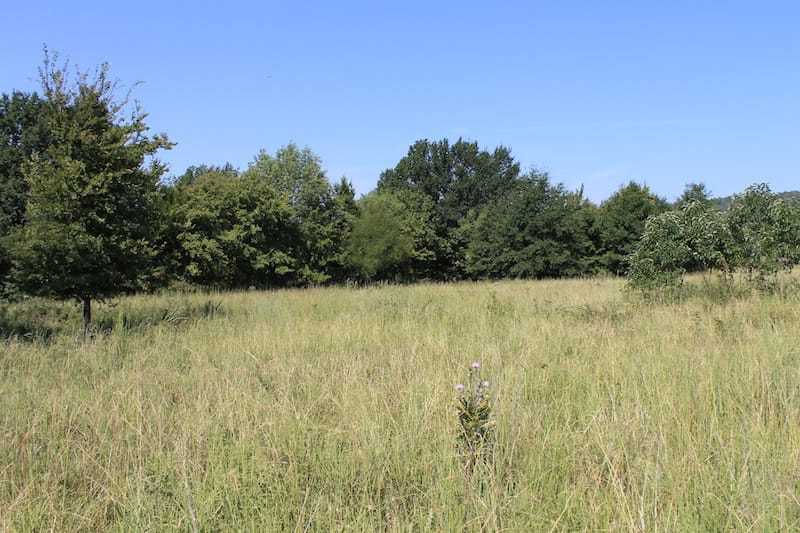 Daisy Meadows Tract 41 photo 2