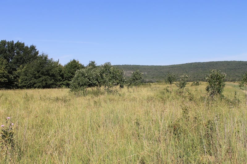 Daisy Meadows Tract 41 photo 3