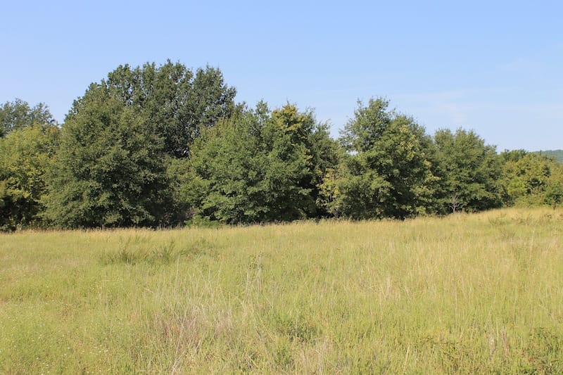 Daisy Meadows Tract 41 photo 4