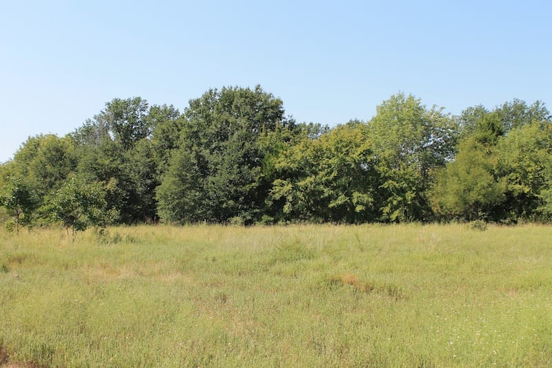 Daisy Meadows Tract 41 photo 5