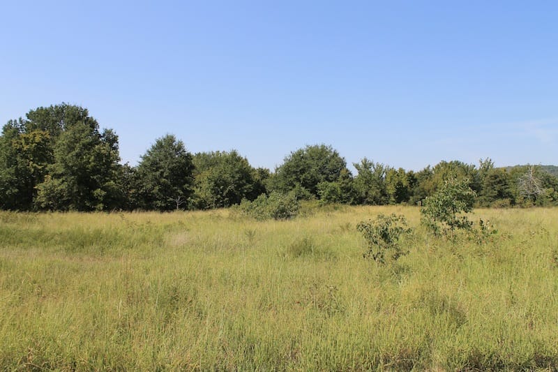 Daisy Meadows Tract 41 photo 6