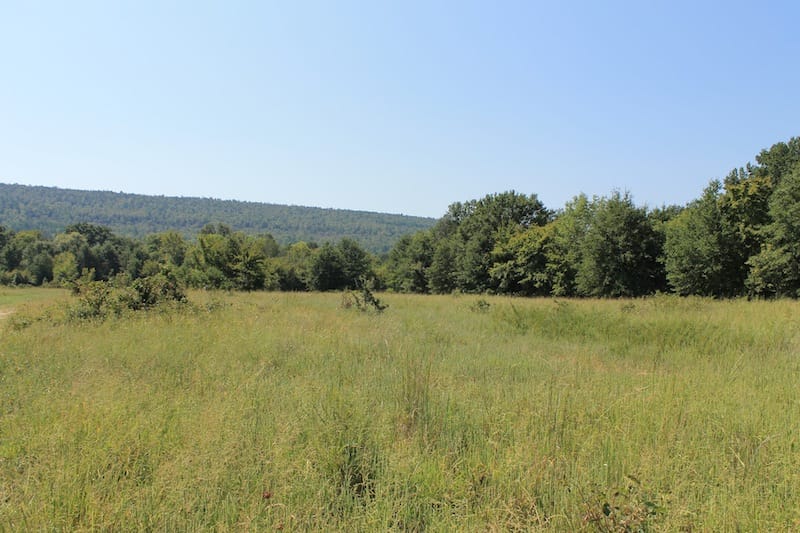 Daisy Meadows Tract 41 photo 8