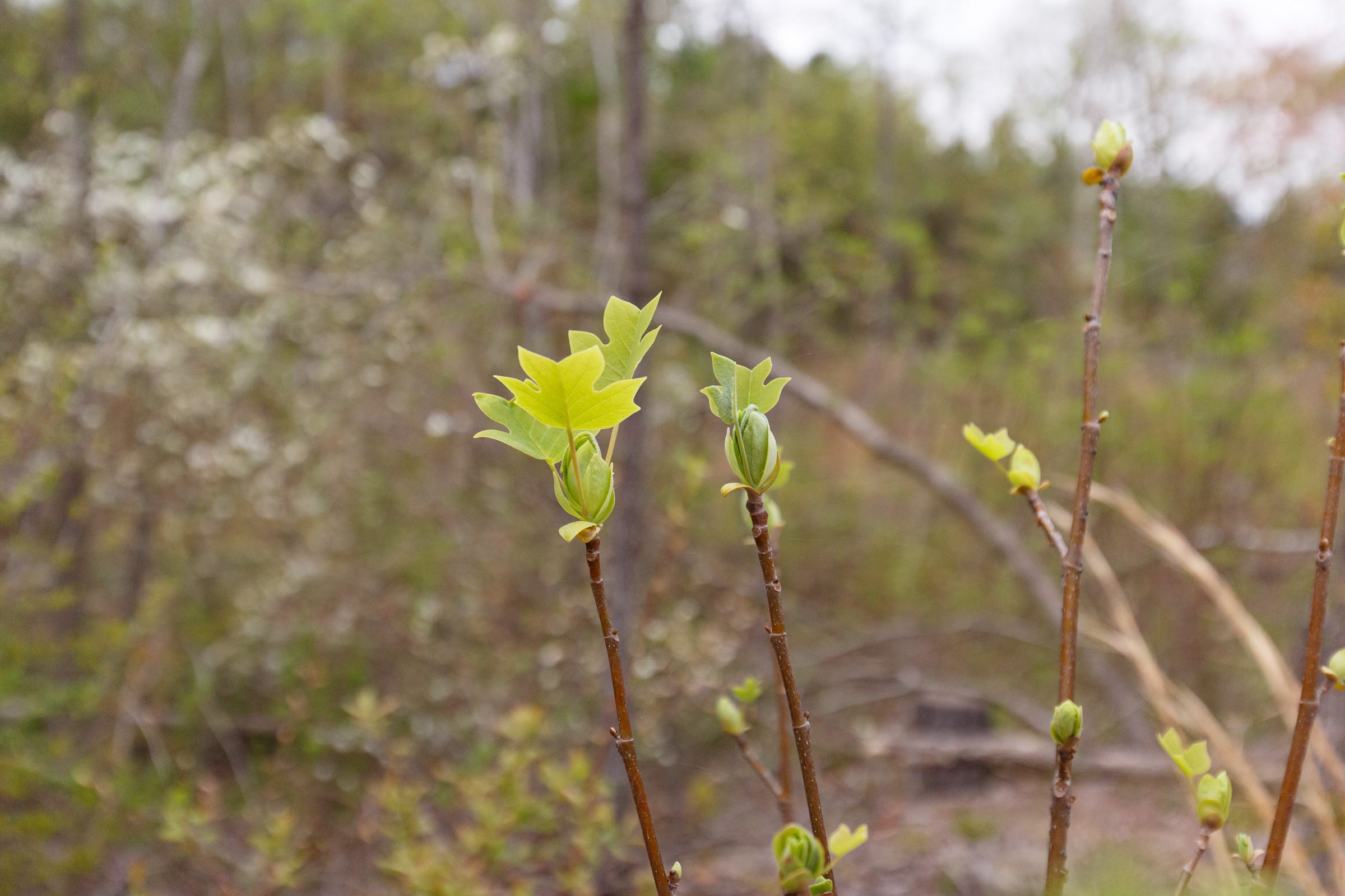 Twin Rivers Tract 15 photo 5