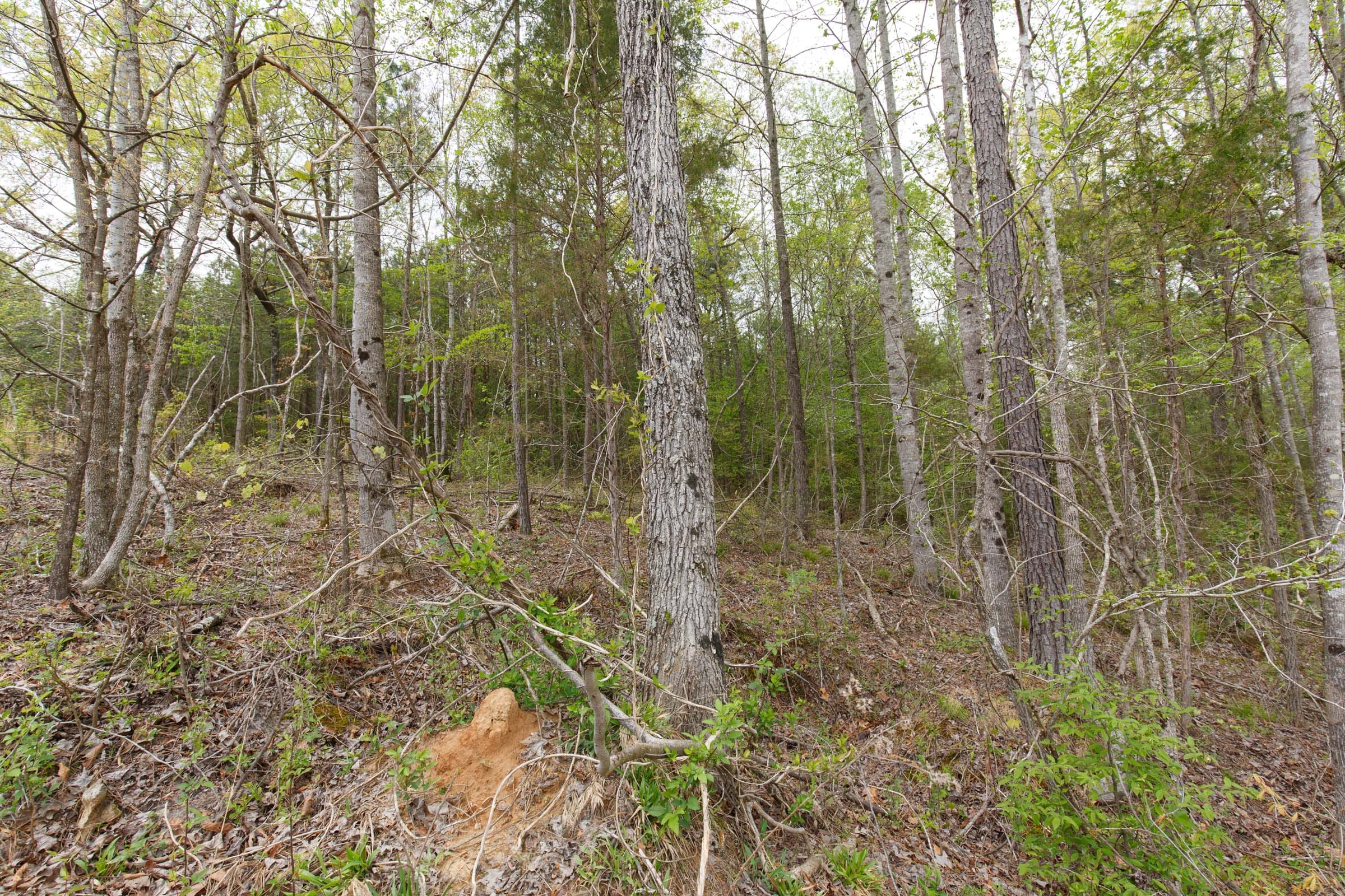 Twin Rivers Tract 15 photo 10