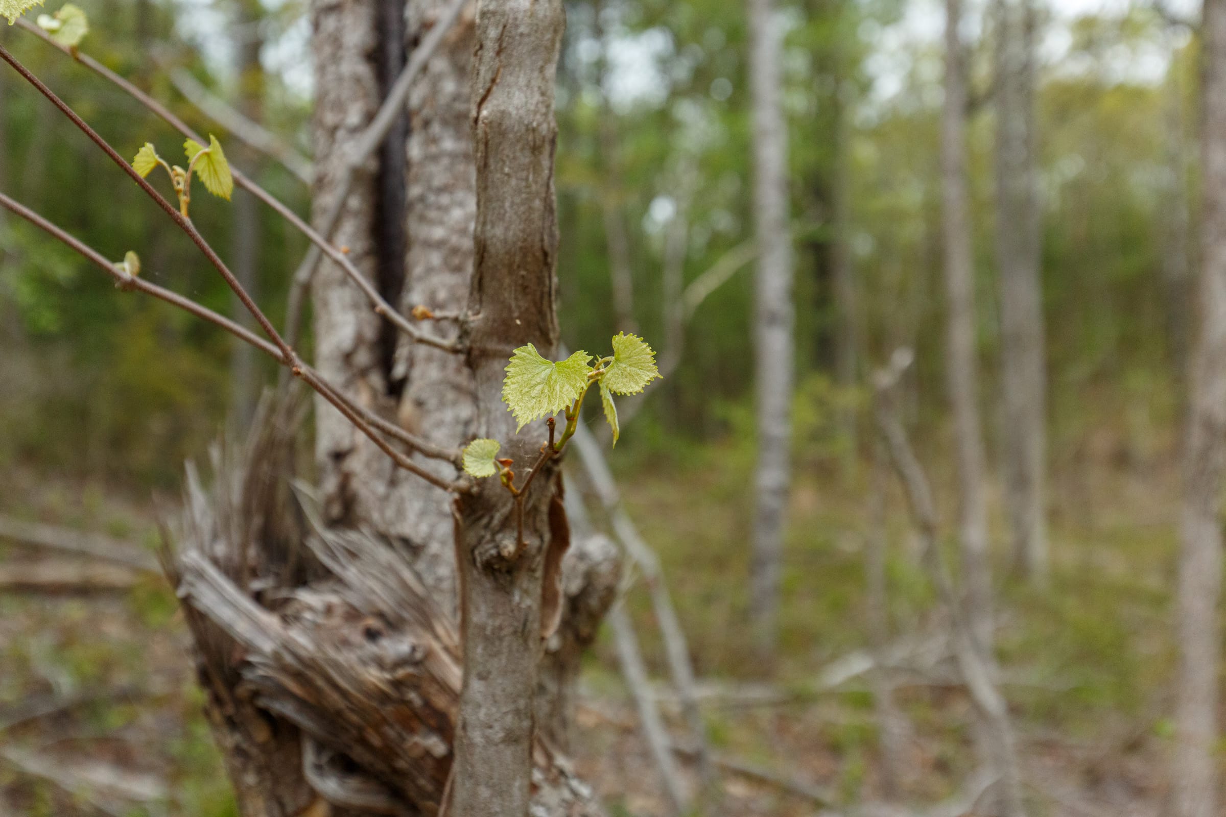 Twin Rivers Tract 15 photo 14