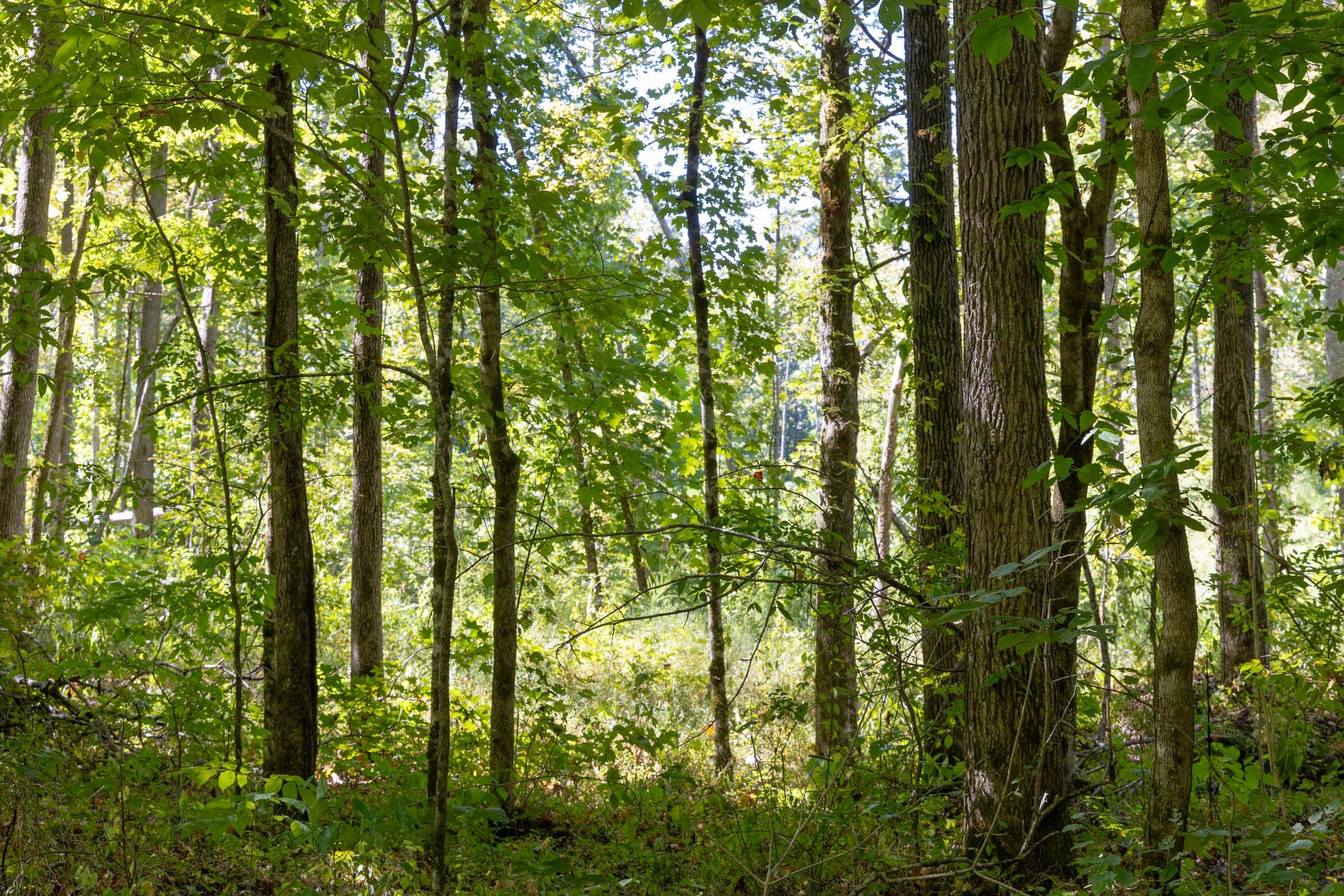 Big White Oak Tract 17 photo 7