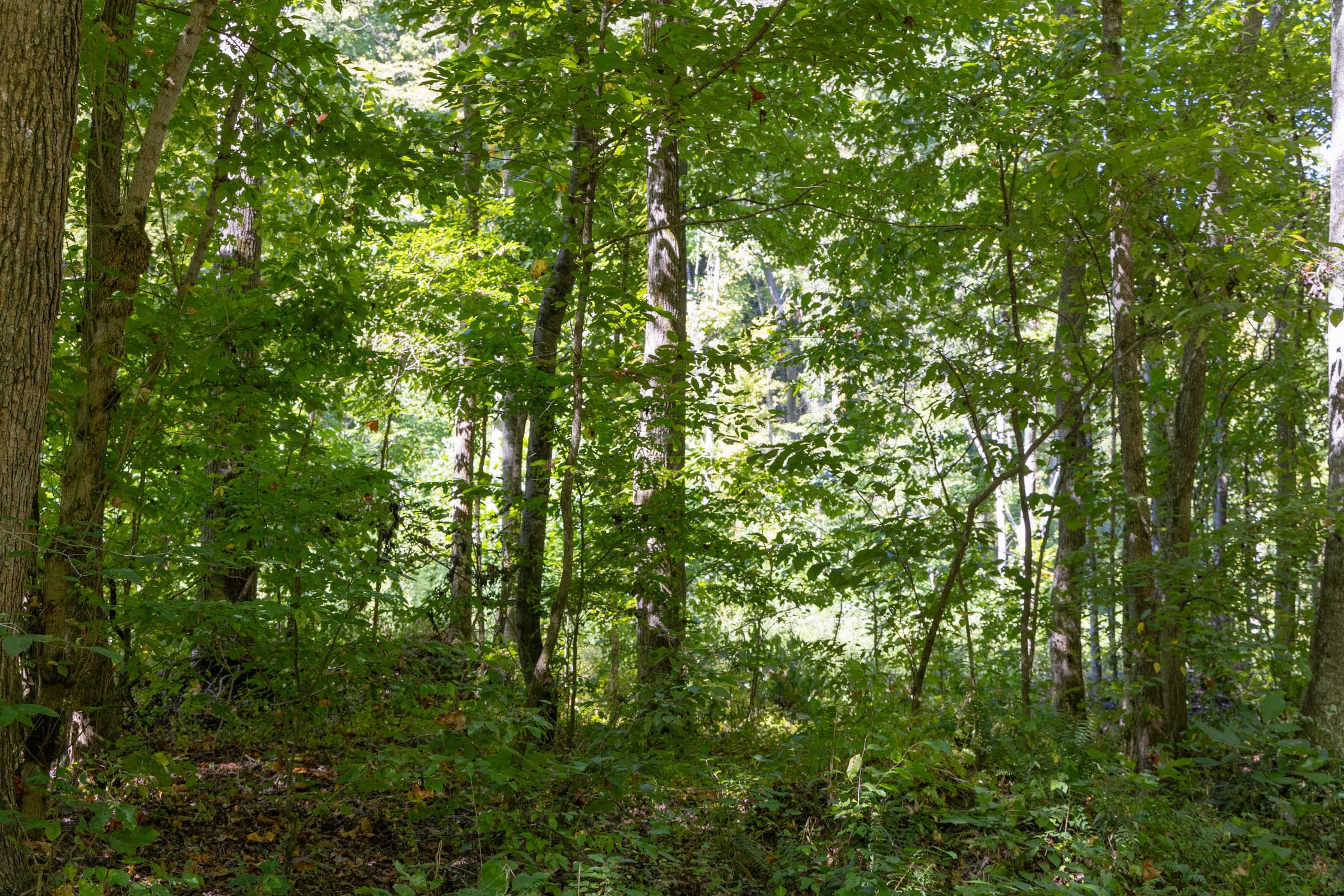 Big White Oak Tract 17 photo 6