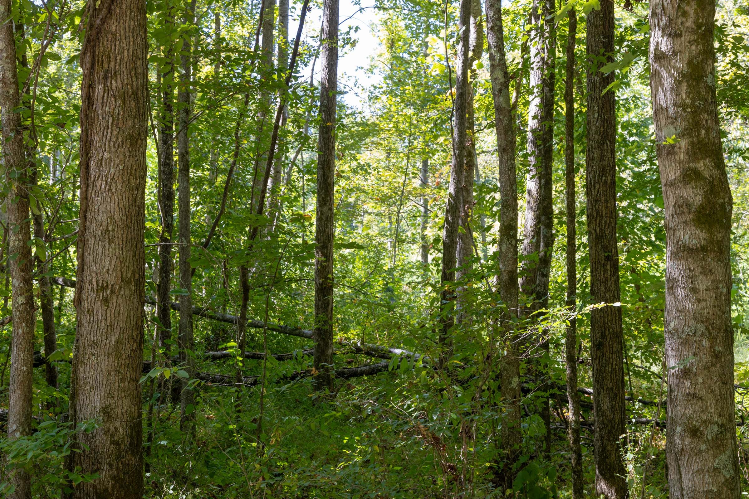 Big White Oak Tract 17 photo 4