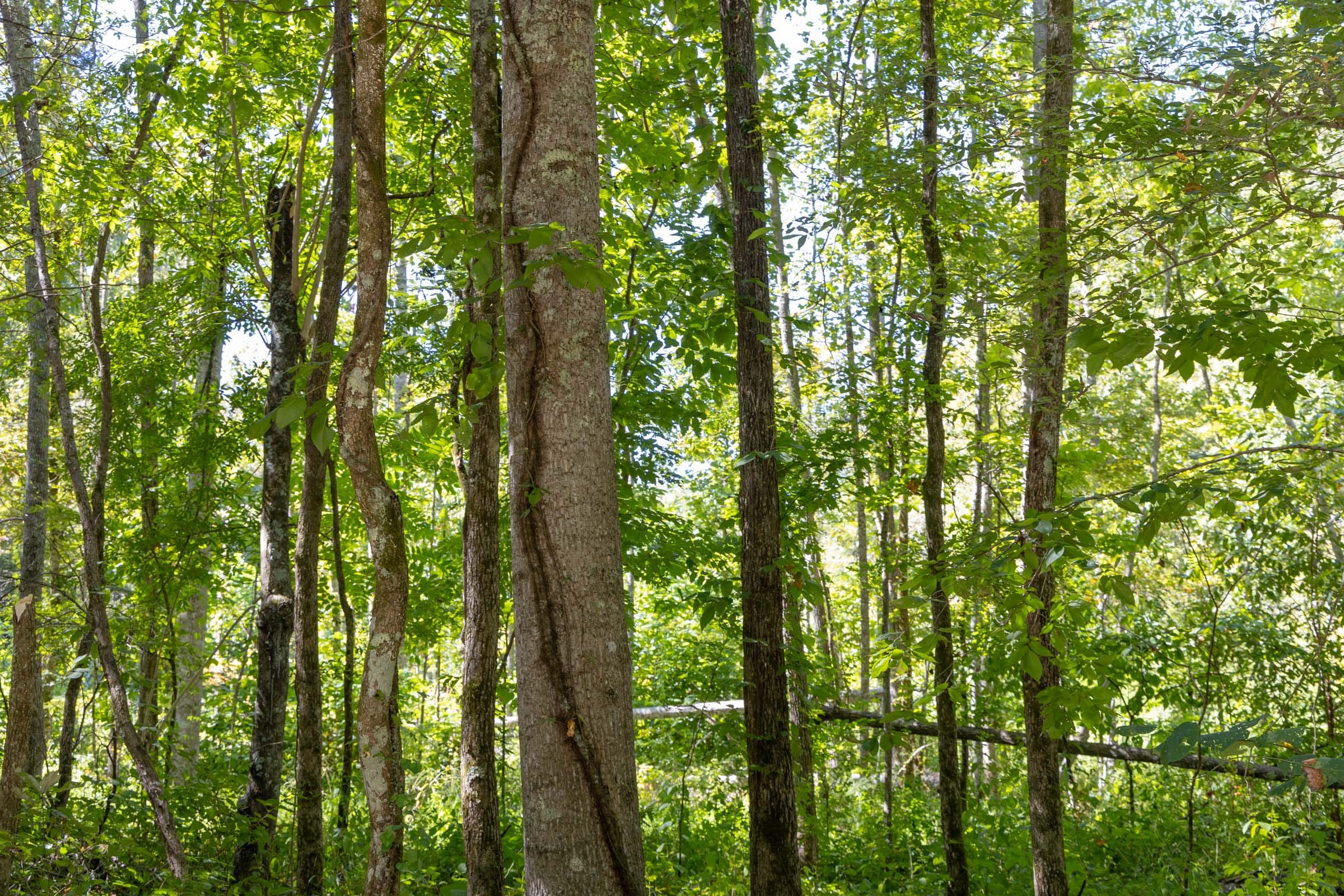 Big White Oak Tract 17 photo 2