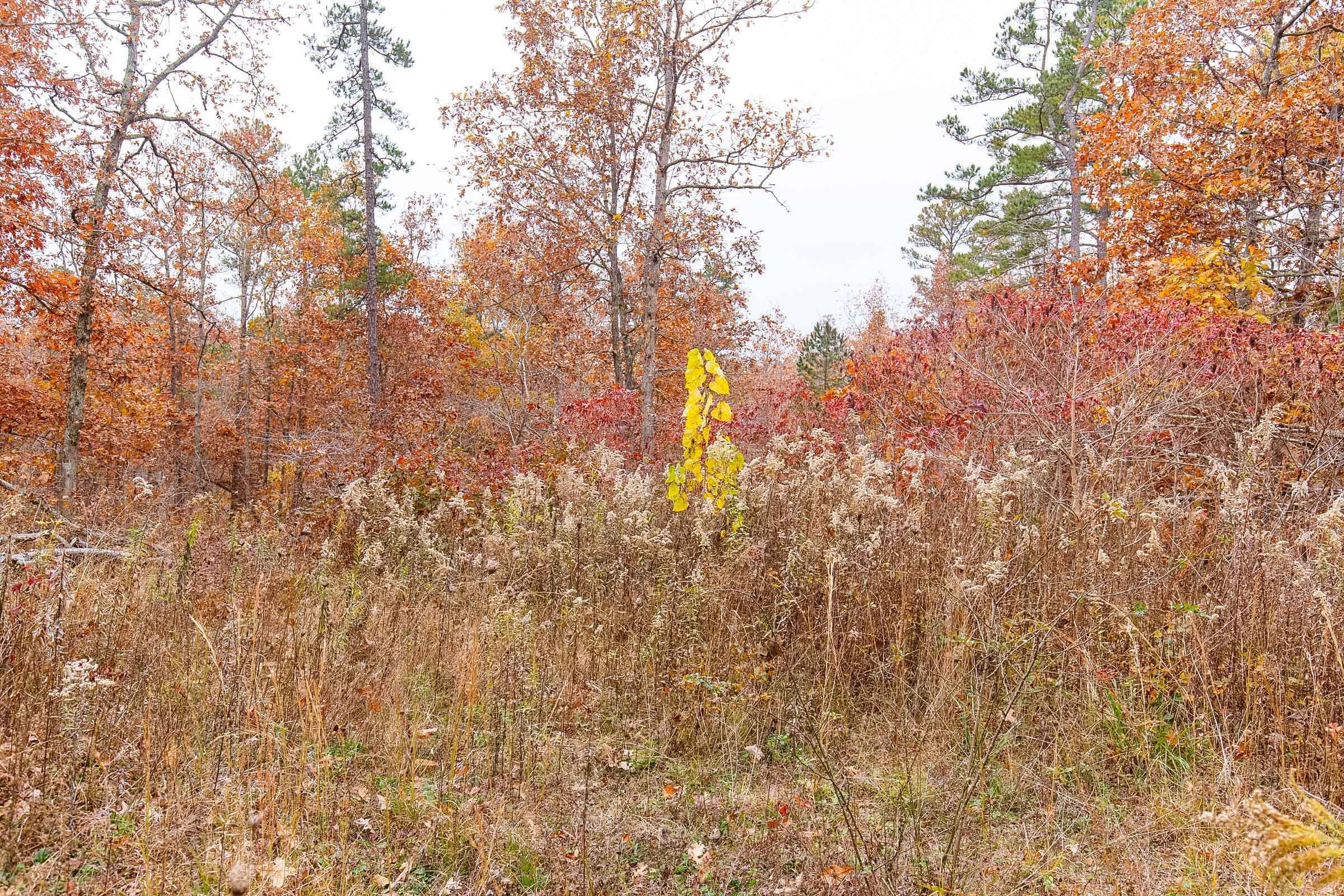Hawkcrest Tract 11 photo 11