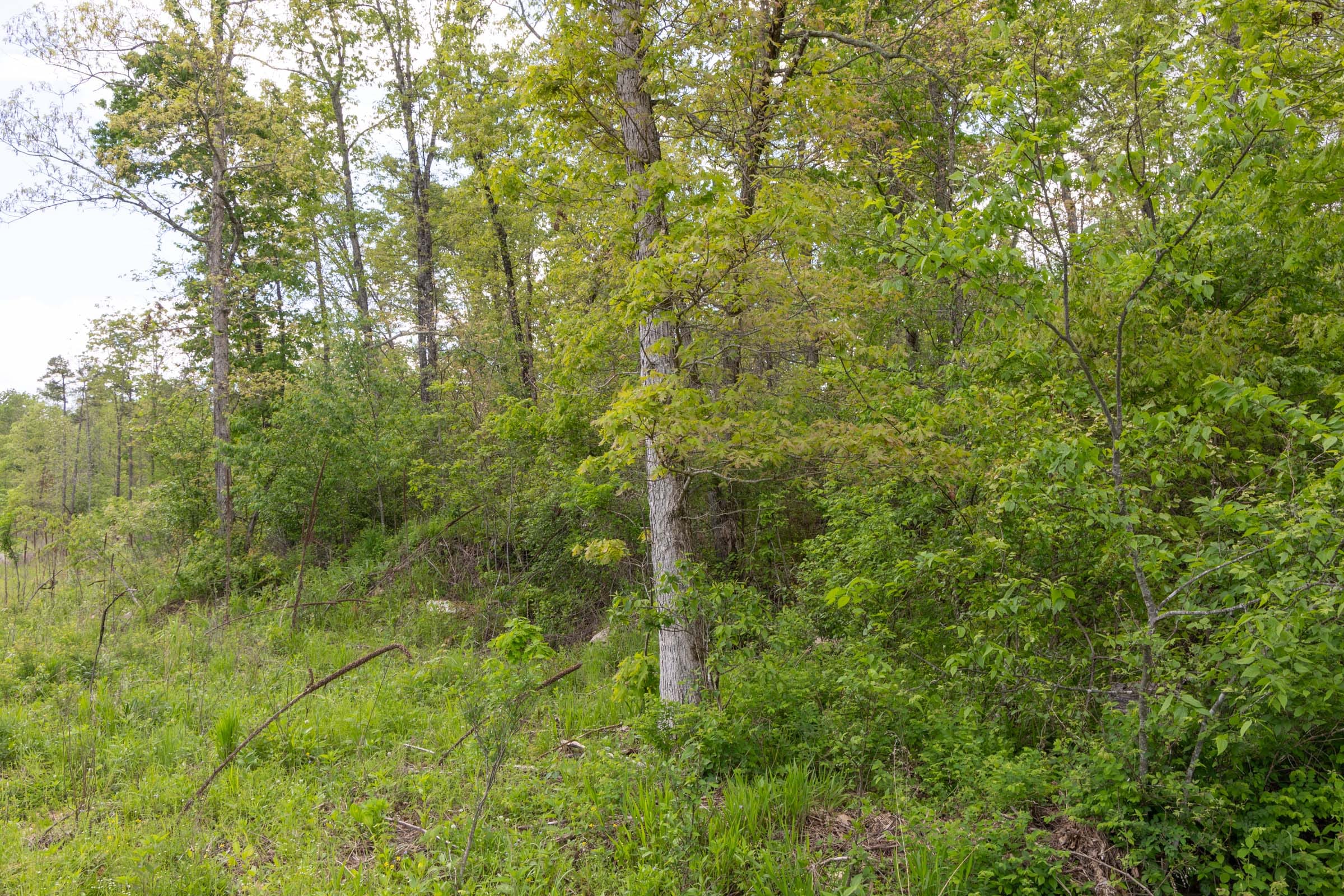 Sleepy Hollow Phase II Tract 101 photo 13