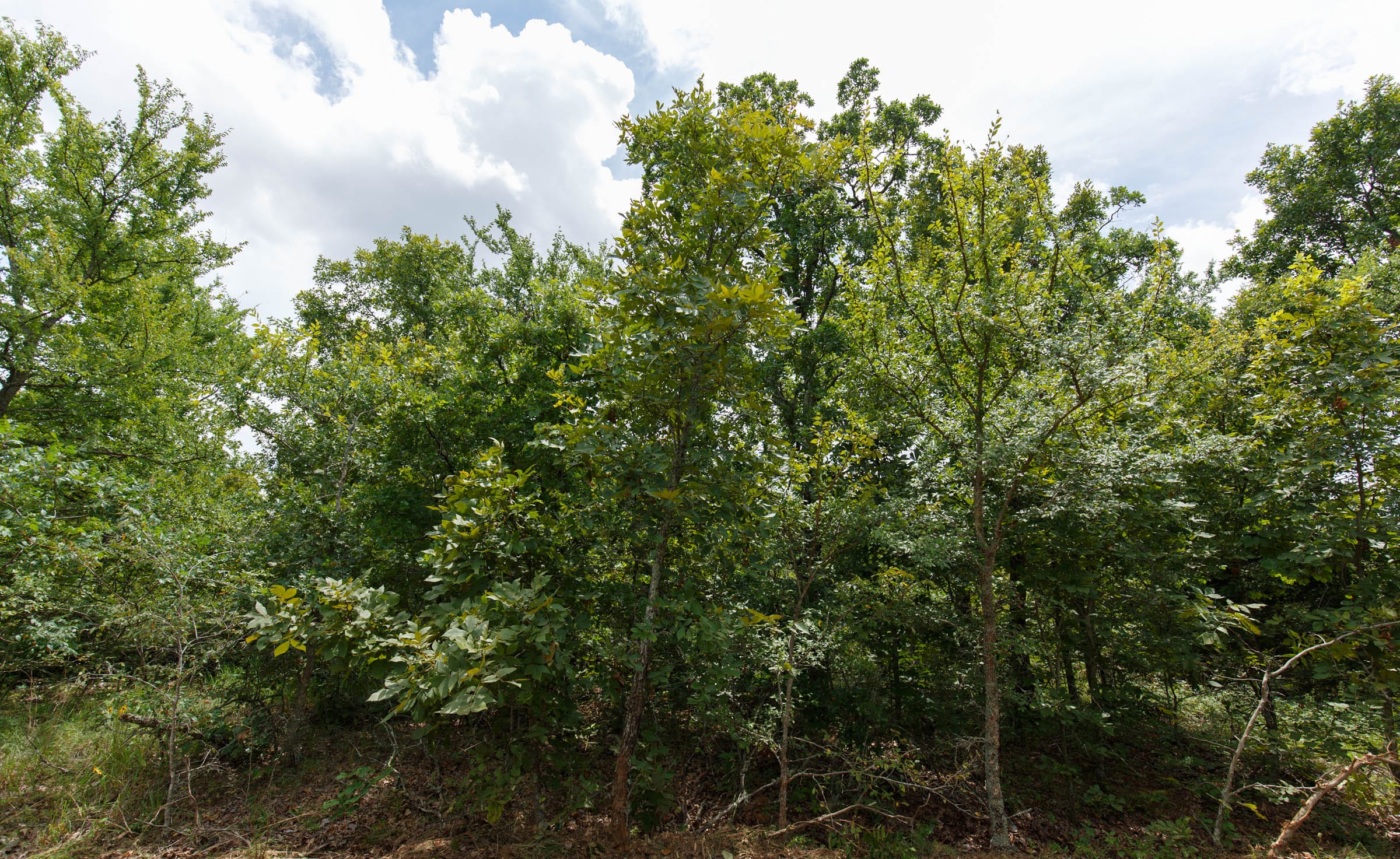 Timber Ridge Tract 23 photo 2