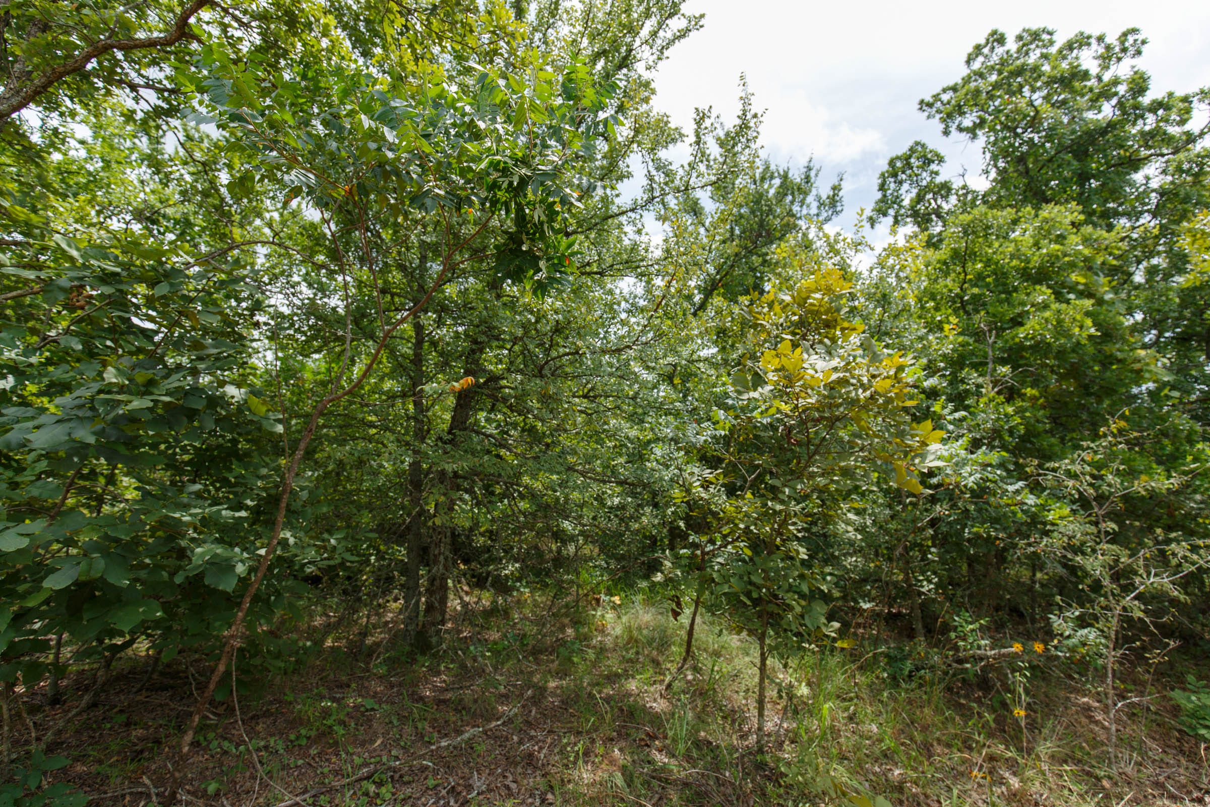 Timber Ridge Tract 23 photo 5