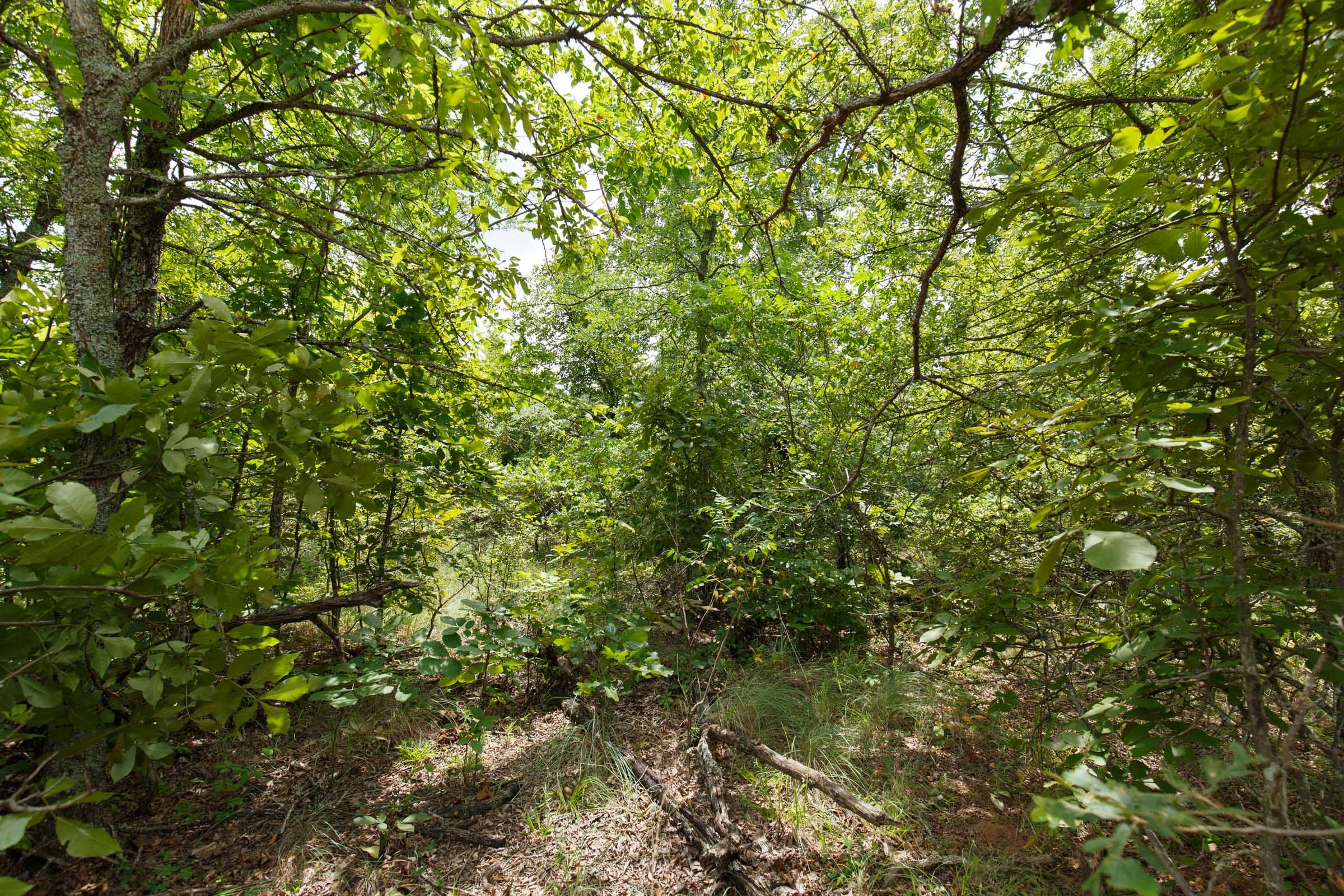 Timber Ridge Tract 23 photo 4