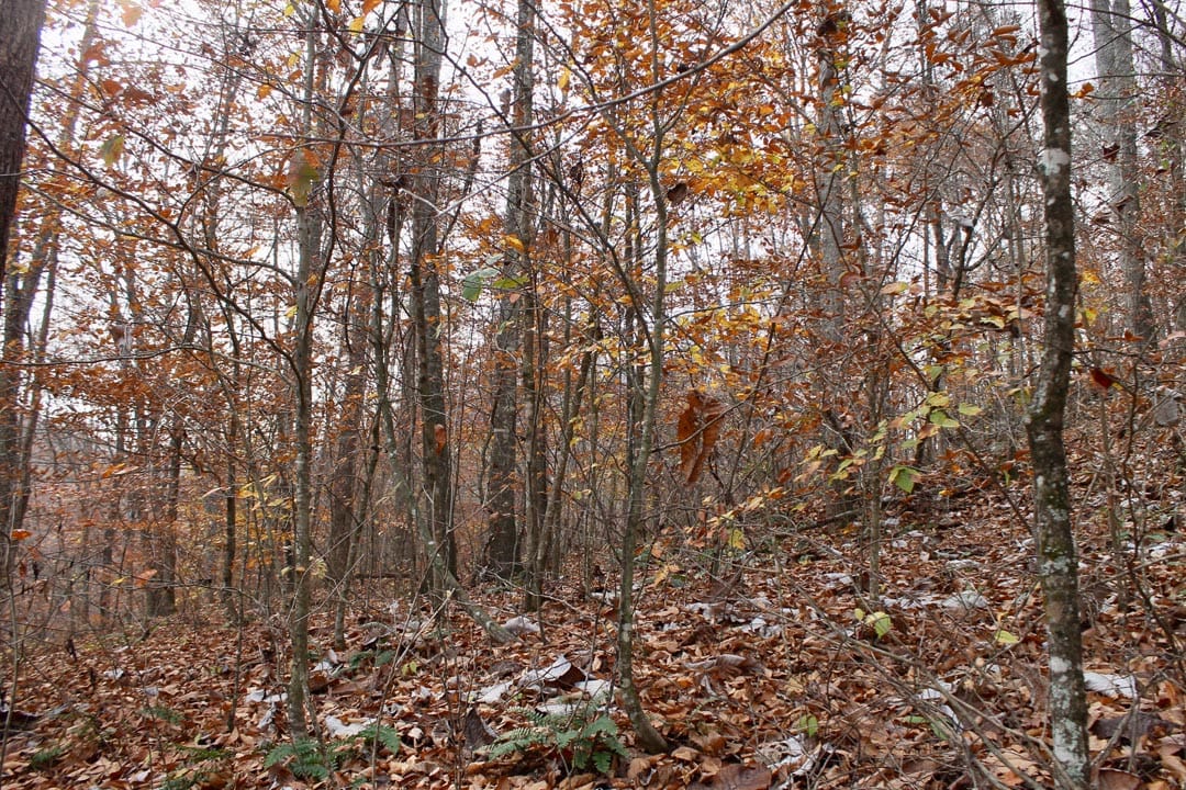 Autumn Ridge Tract 7 photo 6