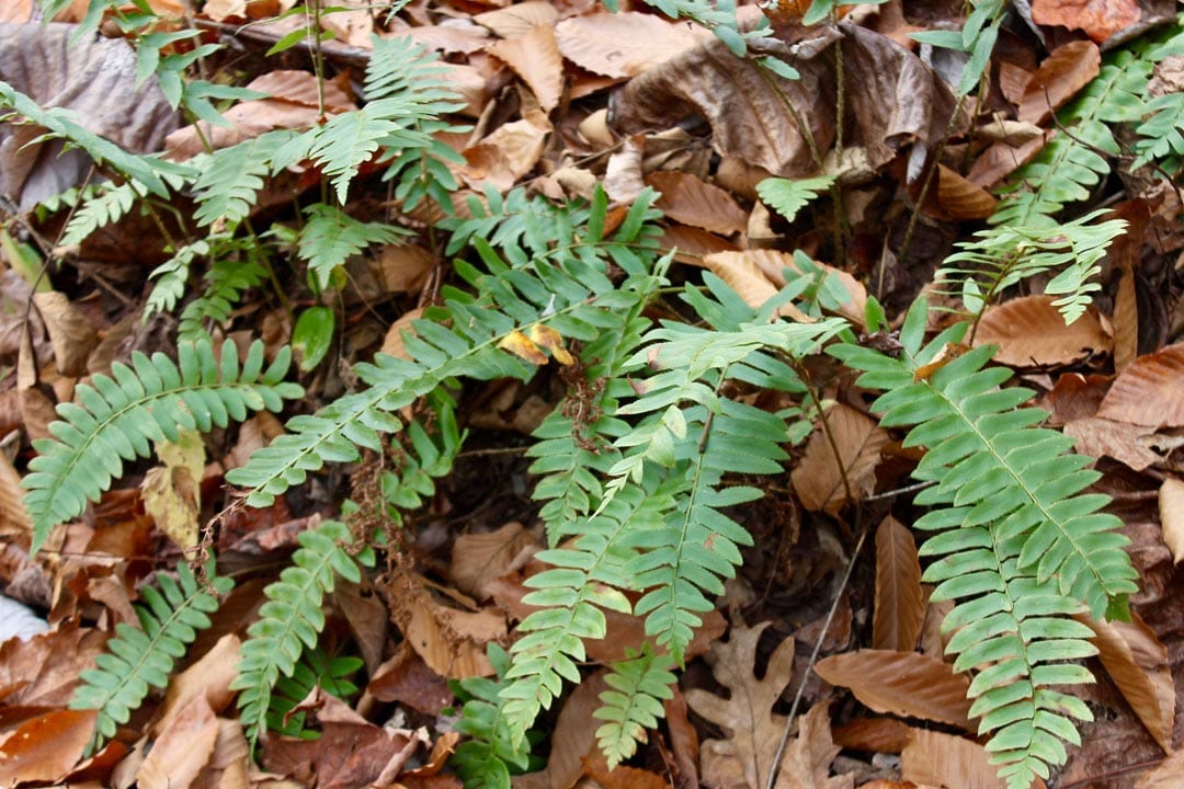 Autumn Ridge Tract 7 photo 7