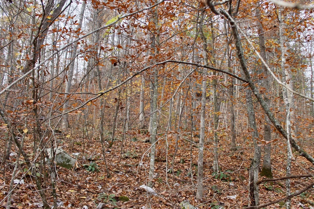 Autumn Ridge Tract 7 photo 9