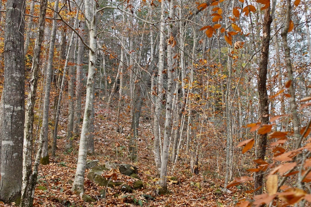 Autumn Ridge Tract 7 photo 10