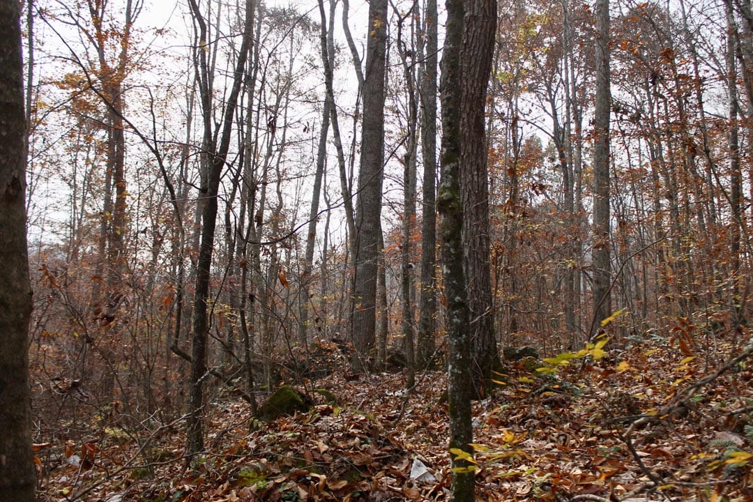 Autumn Ridge Tract 7 photo 11