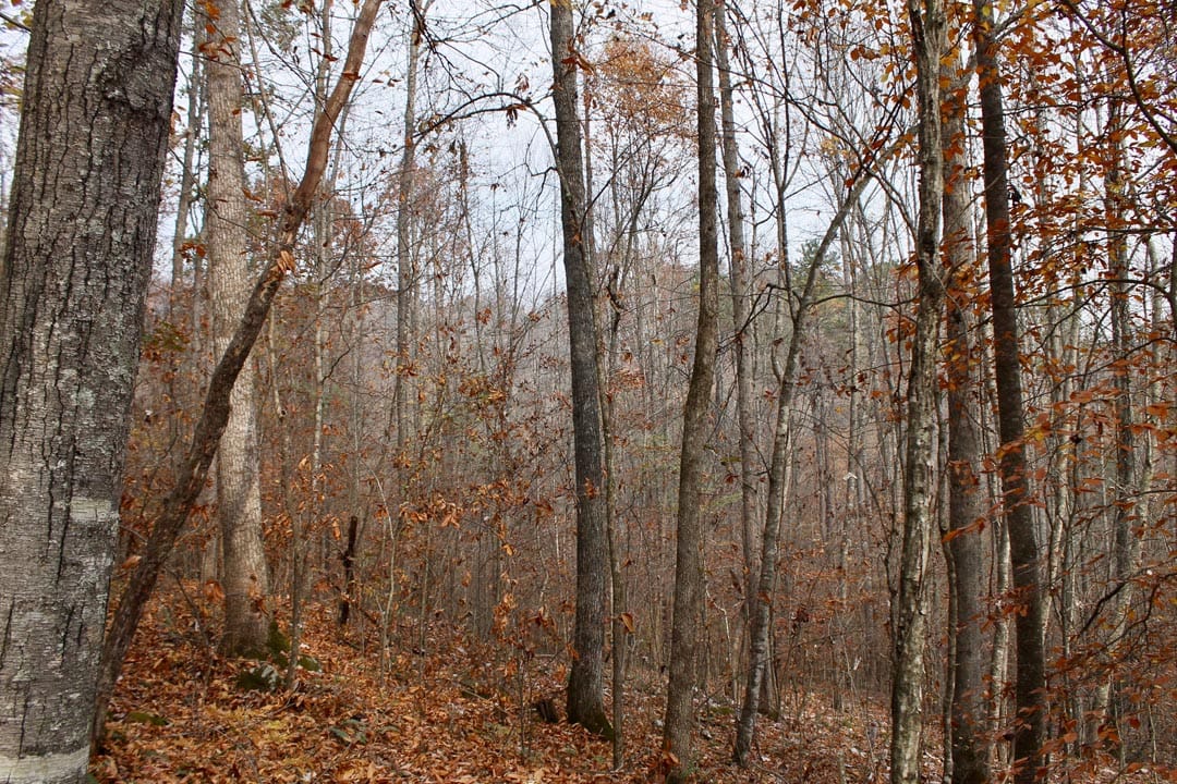 Autumn Ridge Tract 7 photo 13