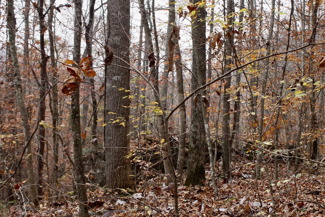 Autumn Ridge Tract 7 photo 15