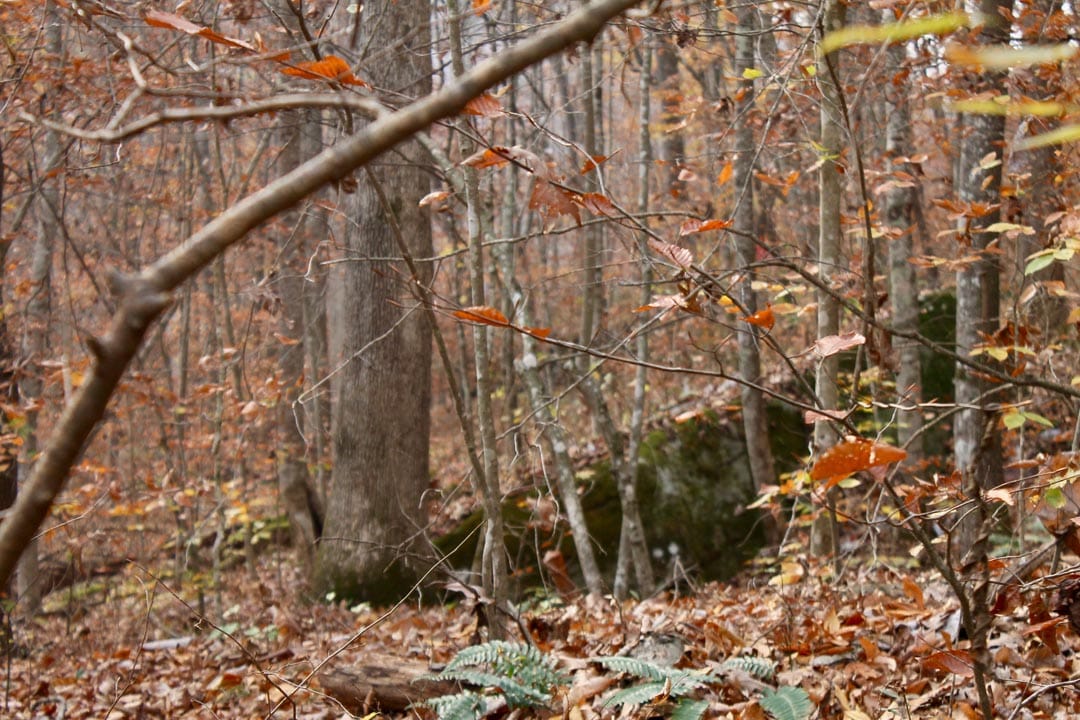 Autumn Ridge Tract 7 photo 16
