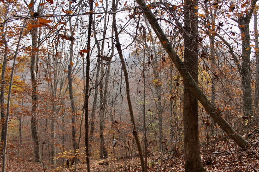 Autumn Ridge Tract 7 photo 21