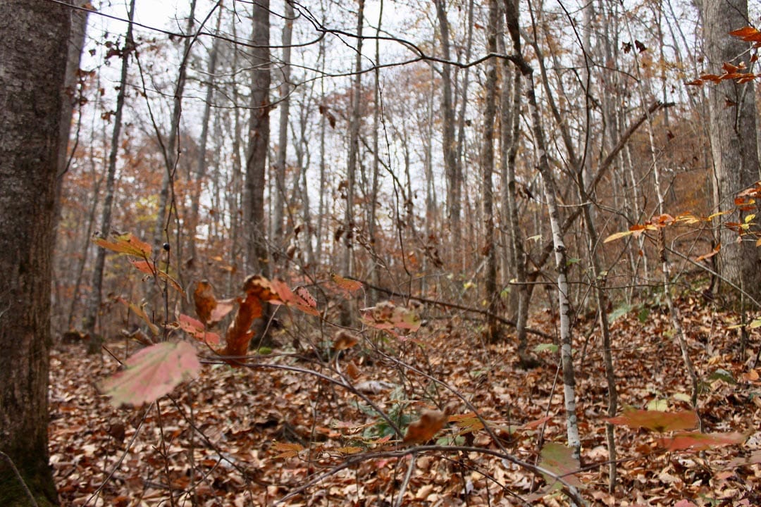 Autumn Ridge Tract 7 photo 22