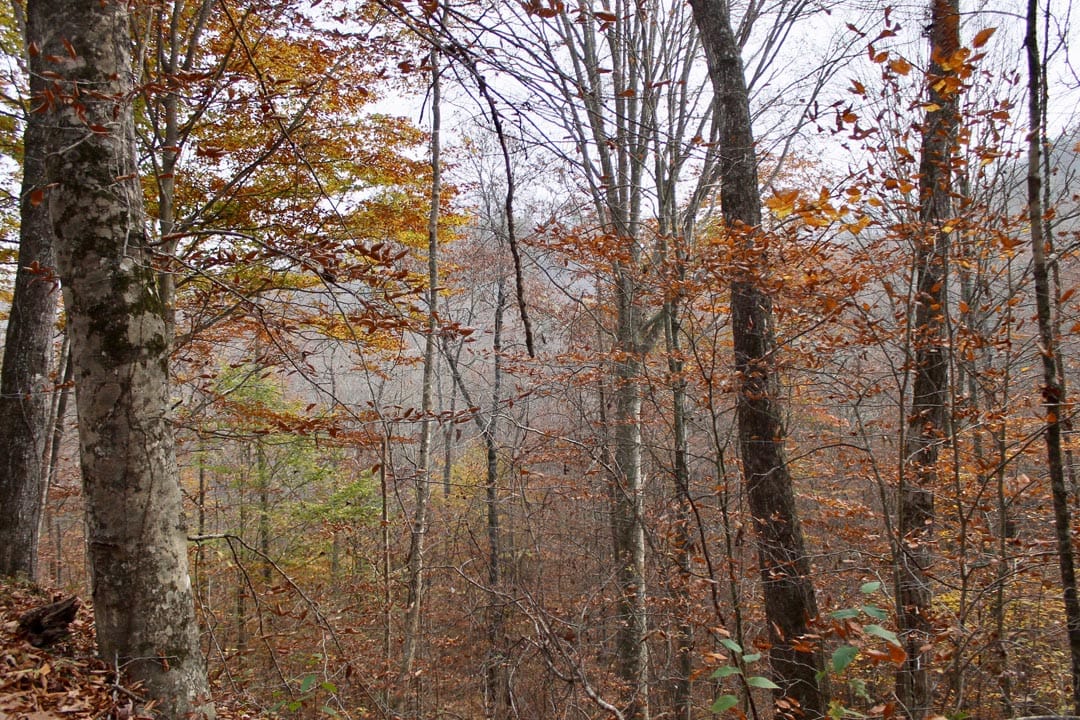Autumn Ridge Tract 7 photo 23