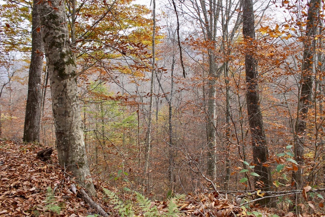 Autumn Ridge Tract 7 photo 24