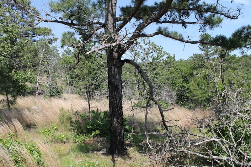 Indian Ridge – Phase II Tract 65 photo 6
