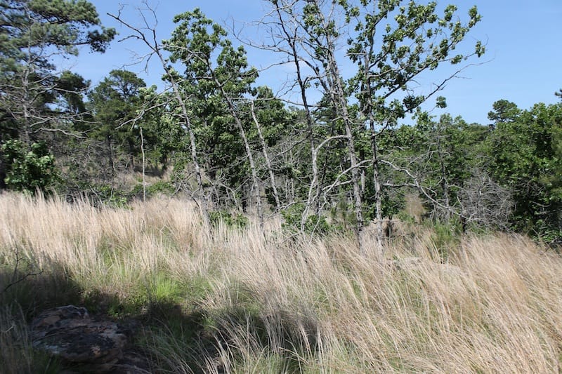Indian Ridge – Phase II Tract 65 photo 9