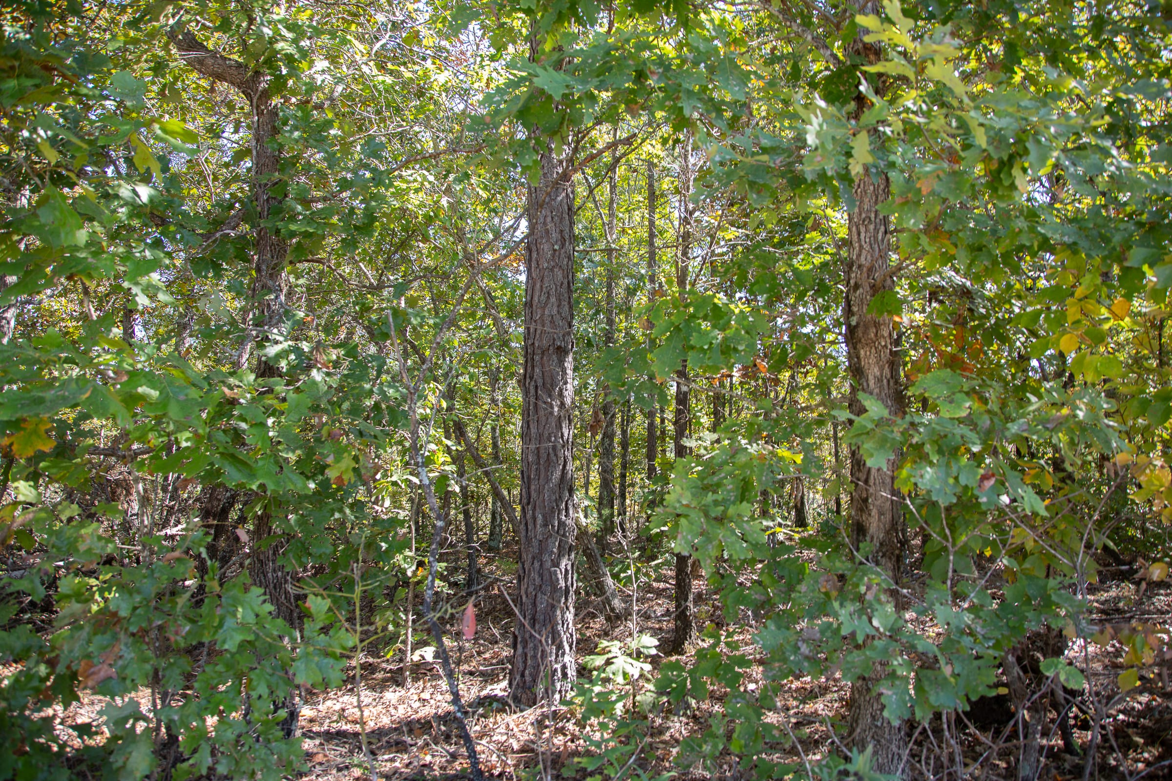 Borgmann’s Hollow Phase III Tract 96 photo 2