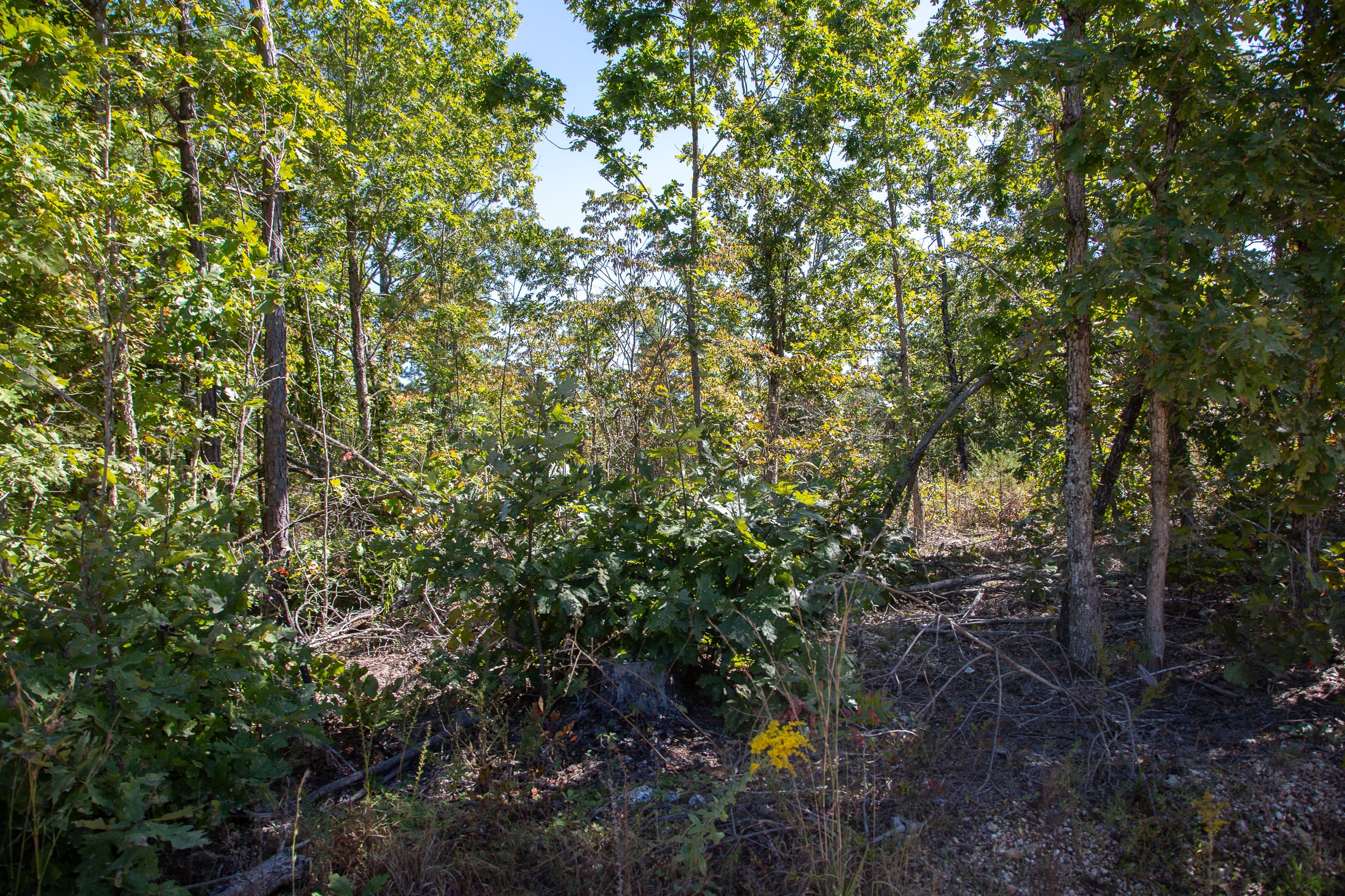 Borgmann’s Hollow Phase III Tract 96 photo 4