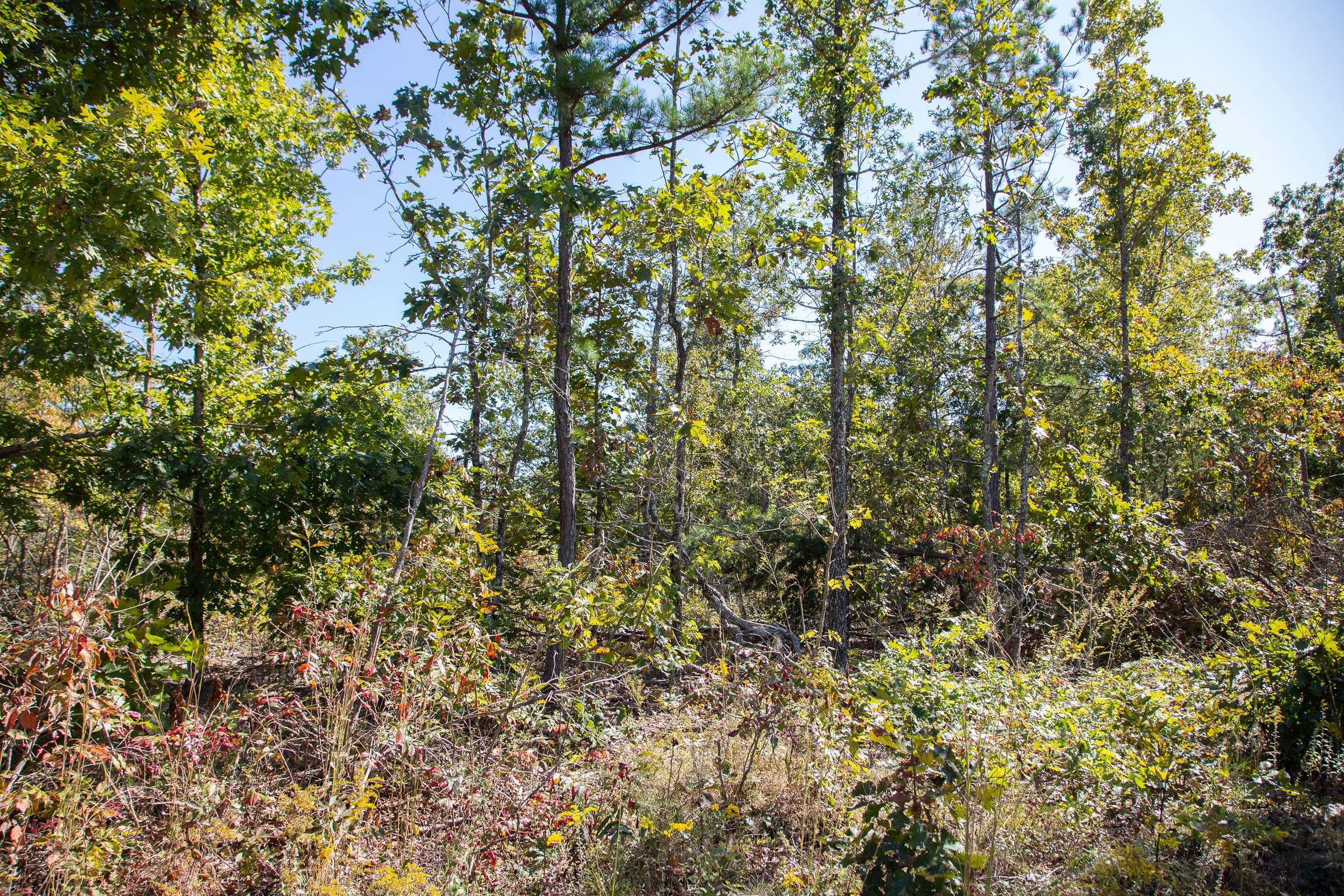 Borgmann’s Hollow Phase III Tract 96 photo 5