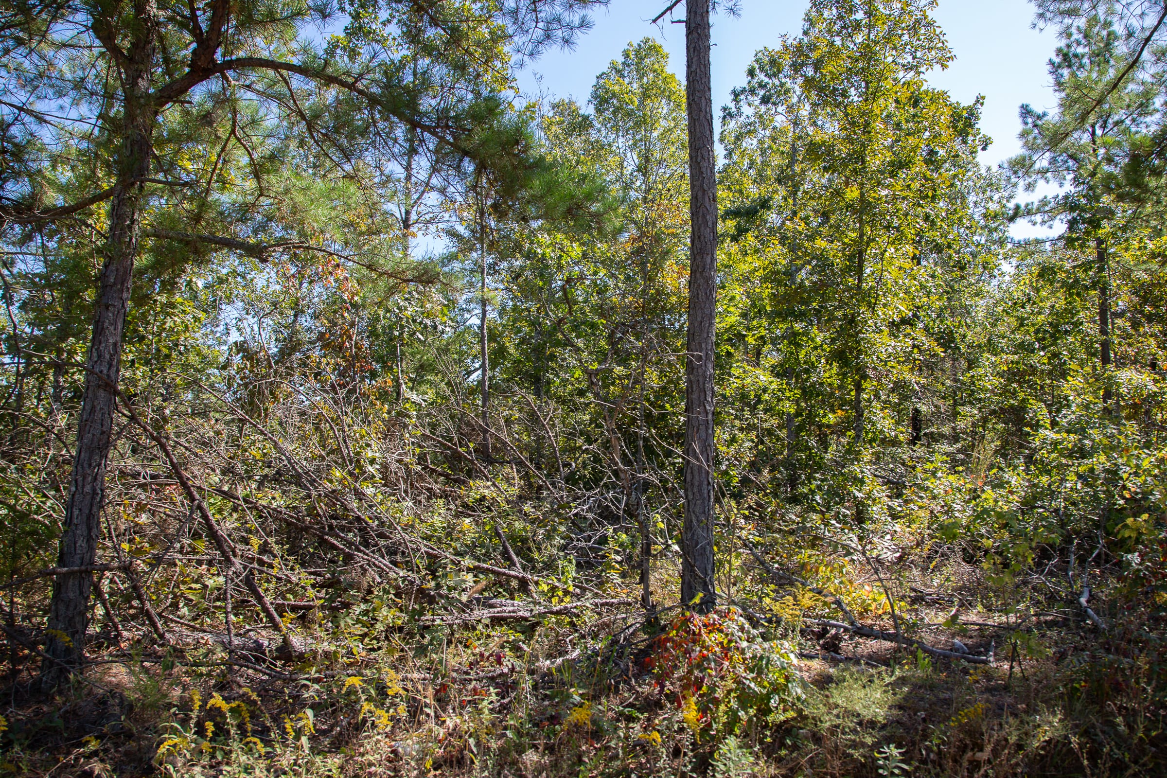 Borgmann’s Hollow Phase III Tract 96 photo 7