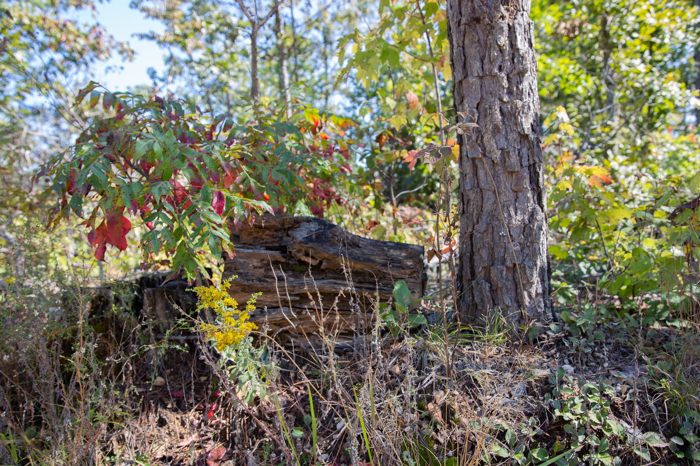 Borgmann’s Hollow Phase III Tract 96 photo 8