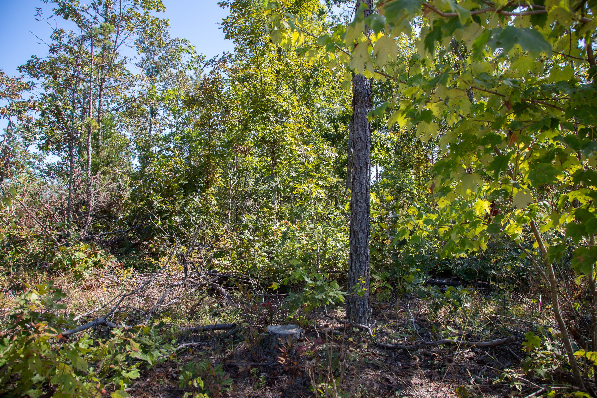 Borgmann’s Hollow Phase III Tract 96 photo 10