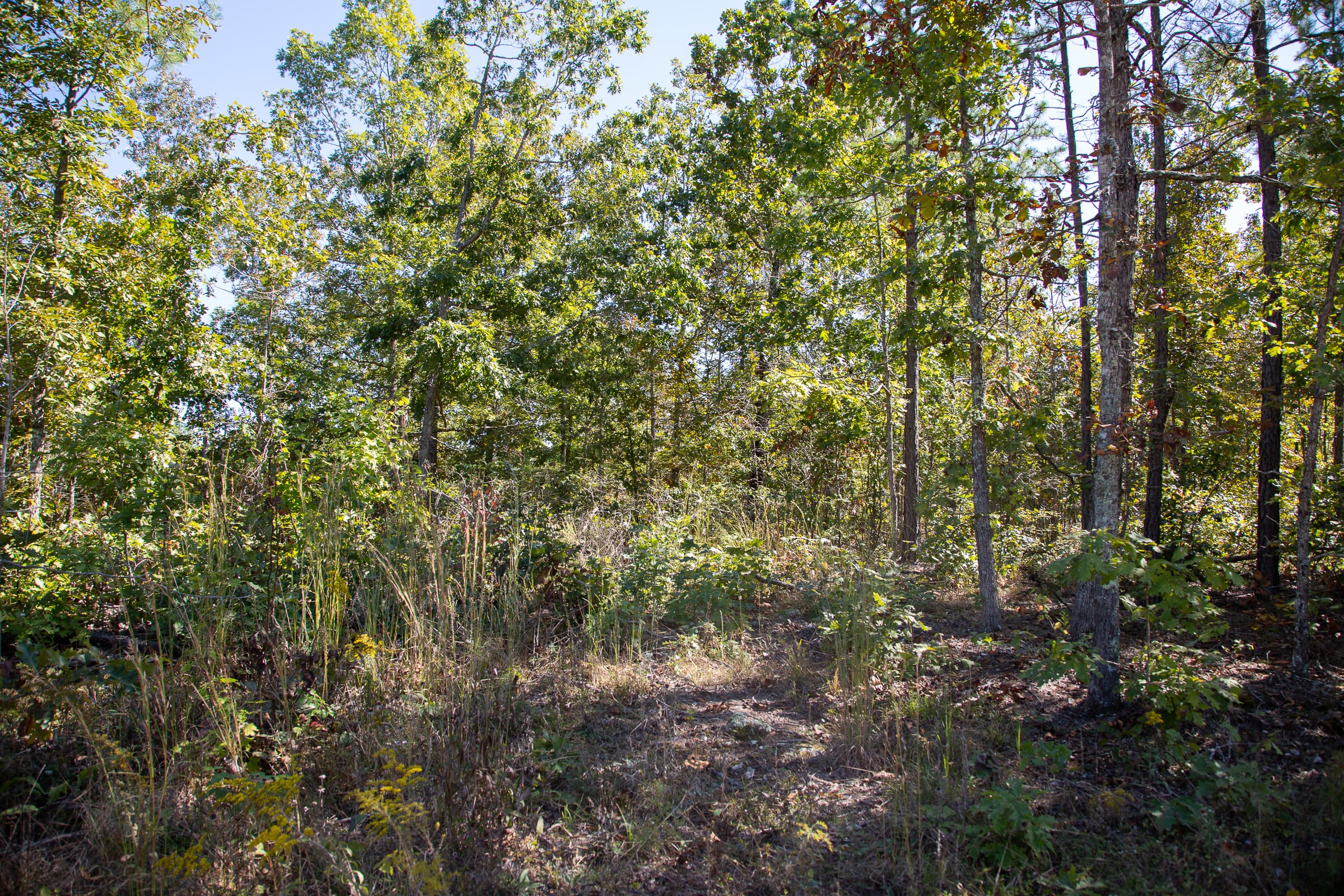 Borgmann’s Hollow Phase III Tract 96 photo 11