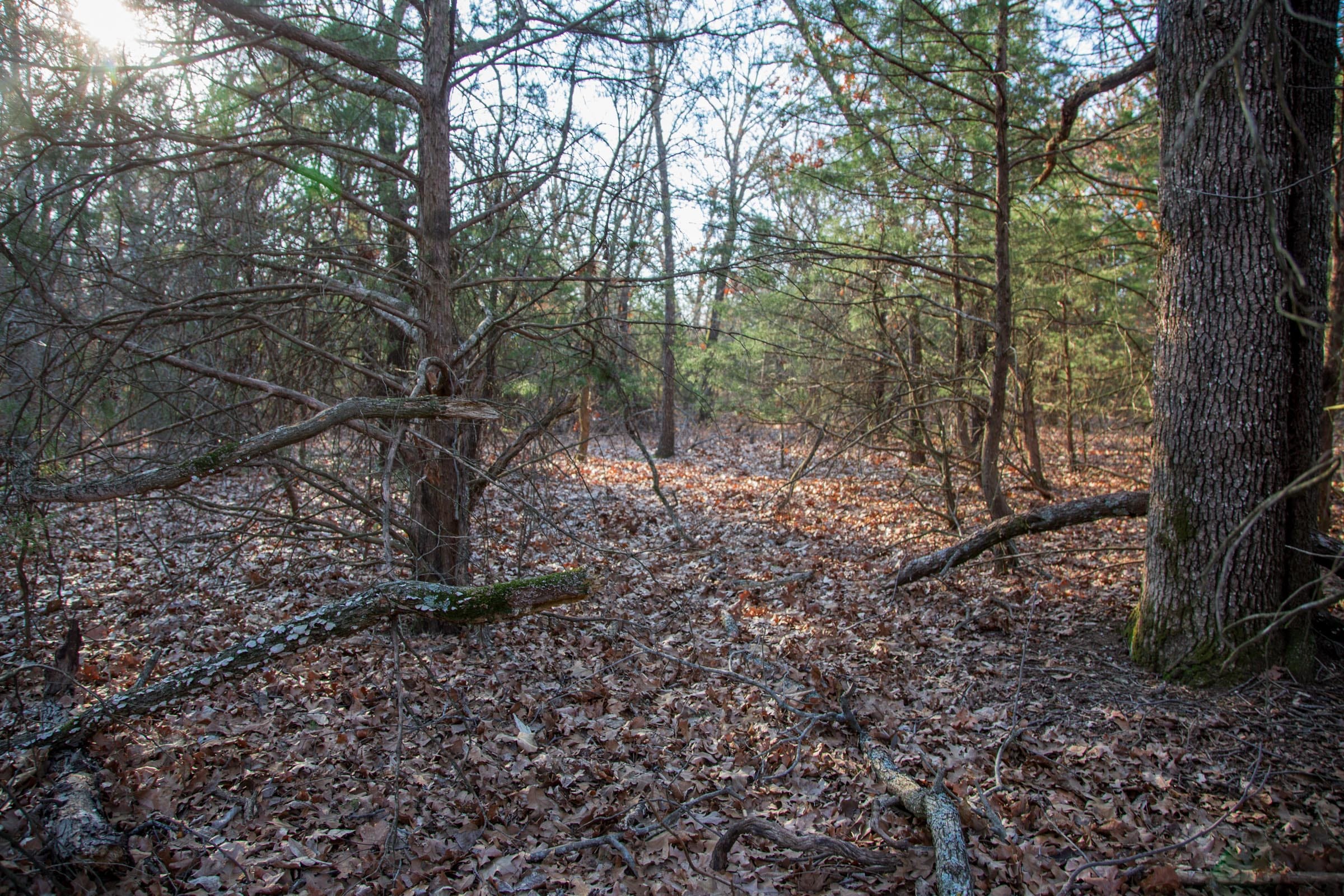 Eufaula Cove Tract 26 photo 3
