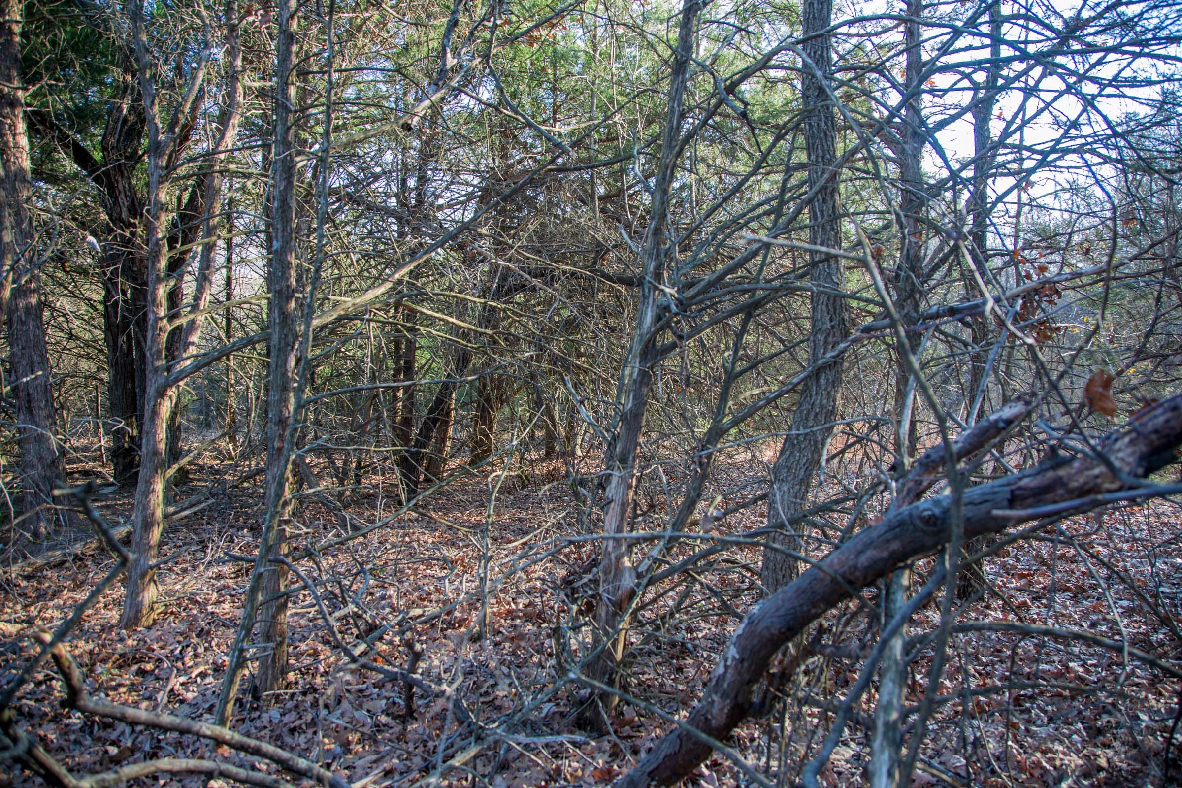 Eufaula Cove Tract 26 photo 4
