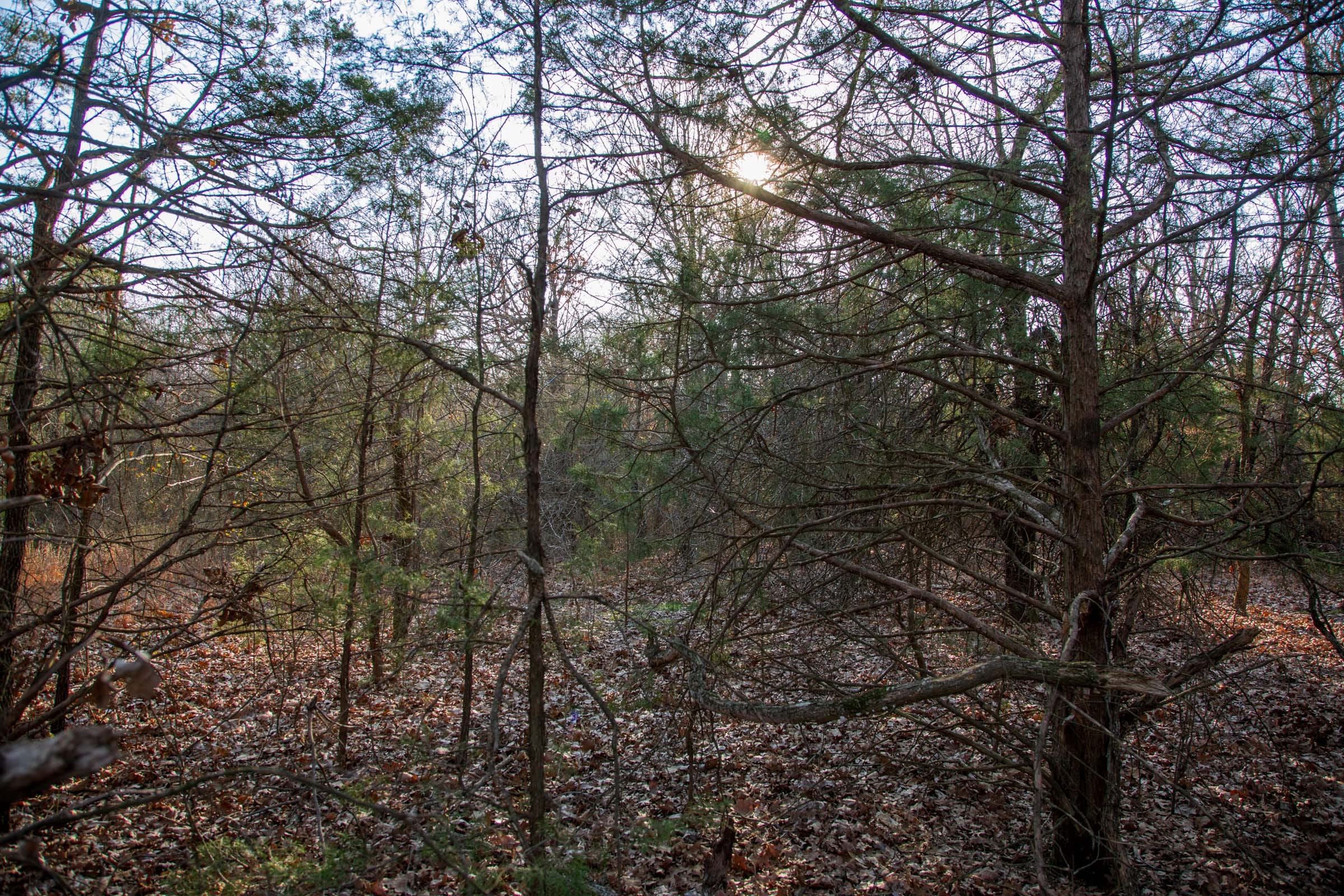 Eufaula Cove Tract 26 photo 5