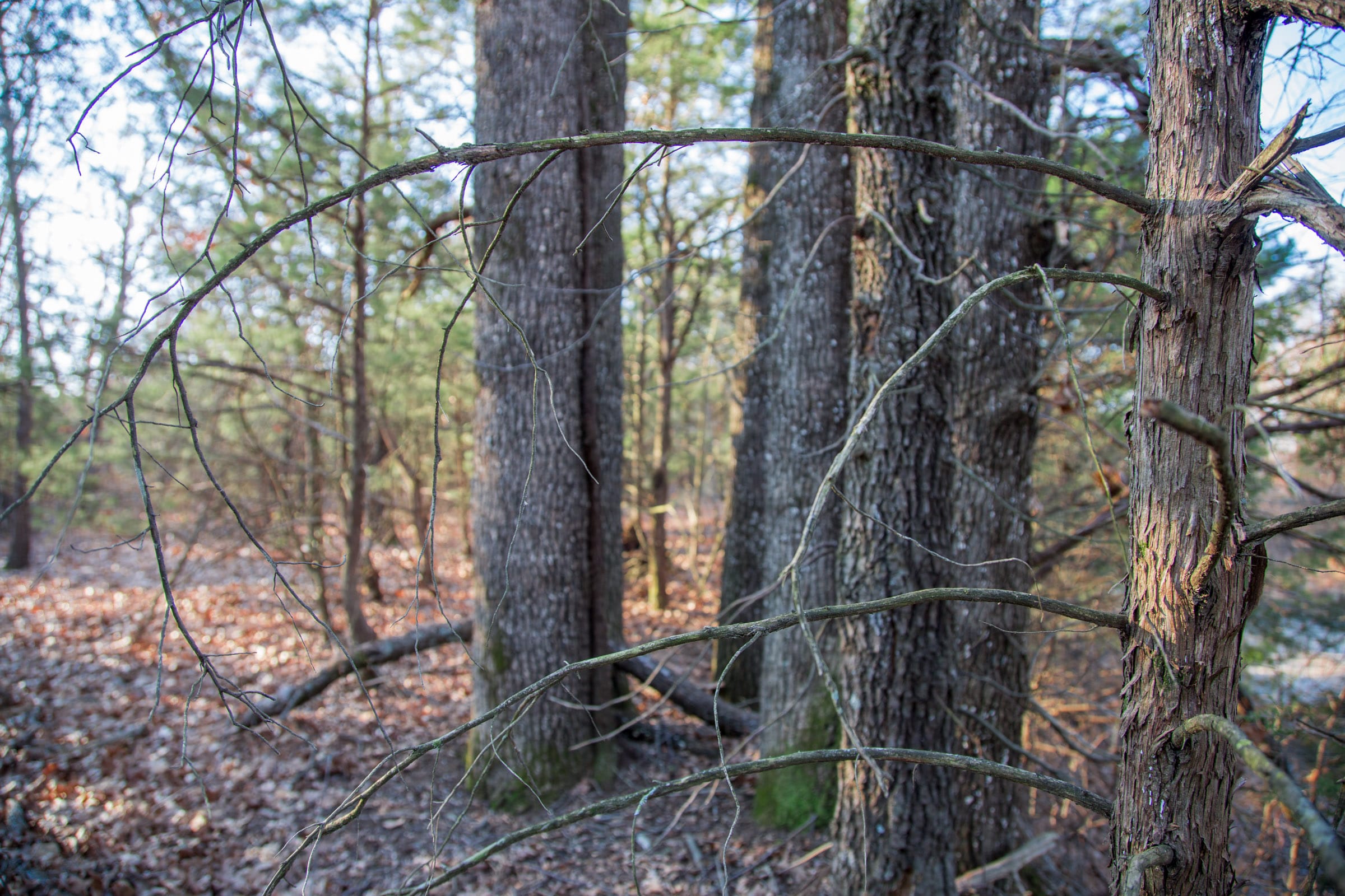 Eufaula Cove Tract 26 photo 6