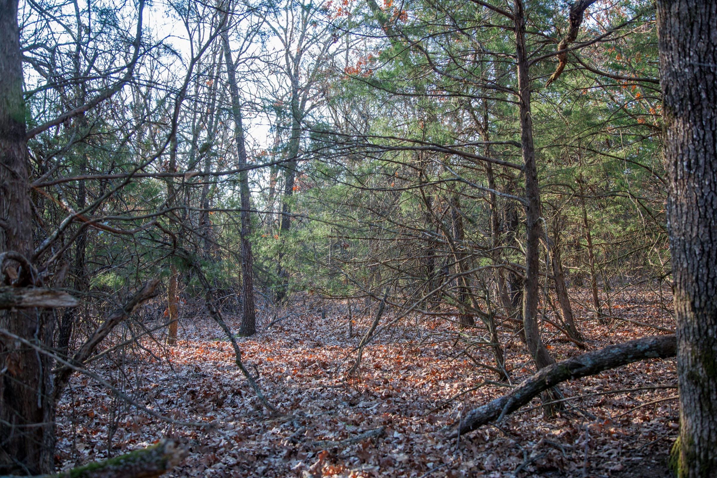 Eufaula Cove Tract 26 photo 7