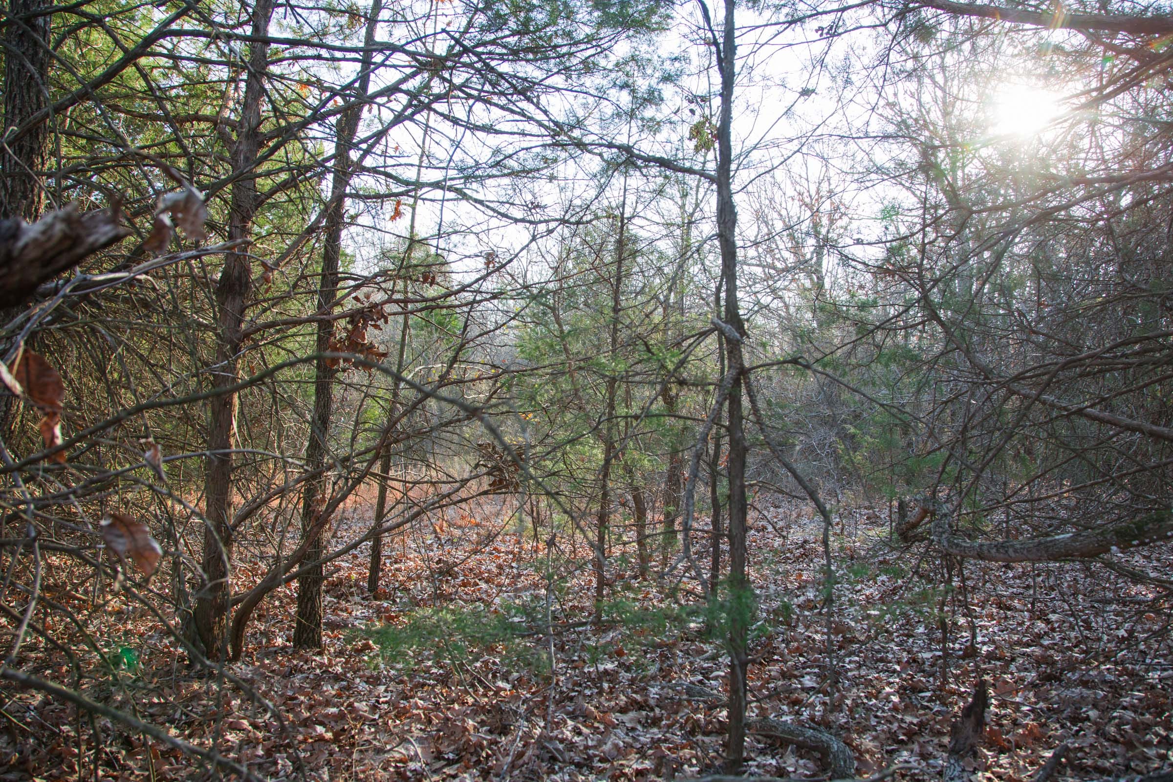 Eufaula Cove Tract 26 photo 8